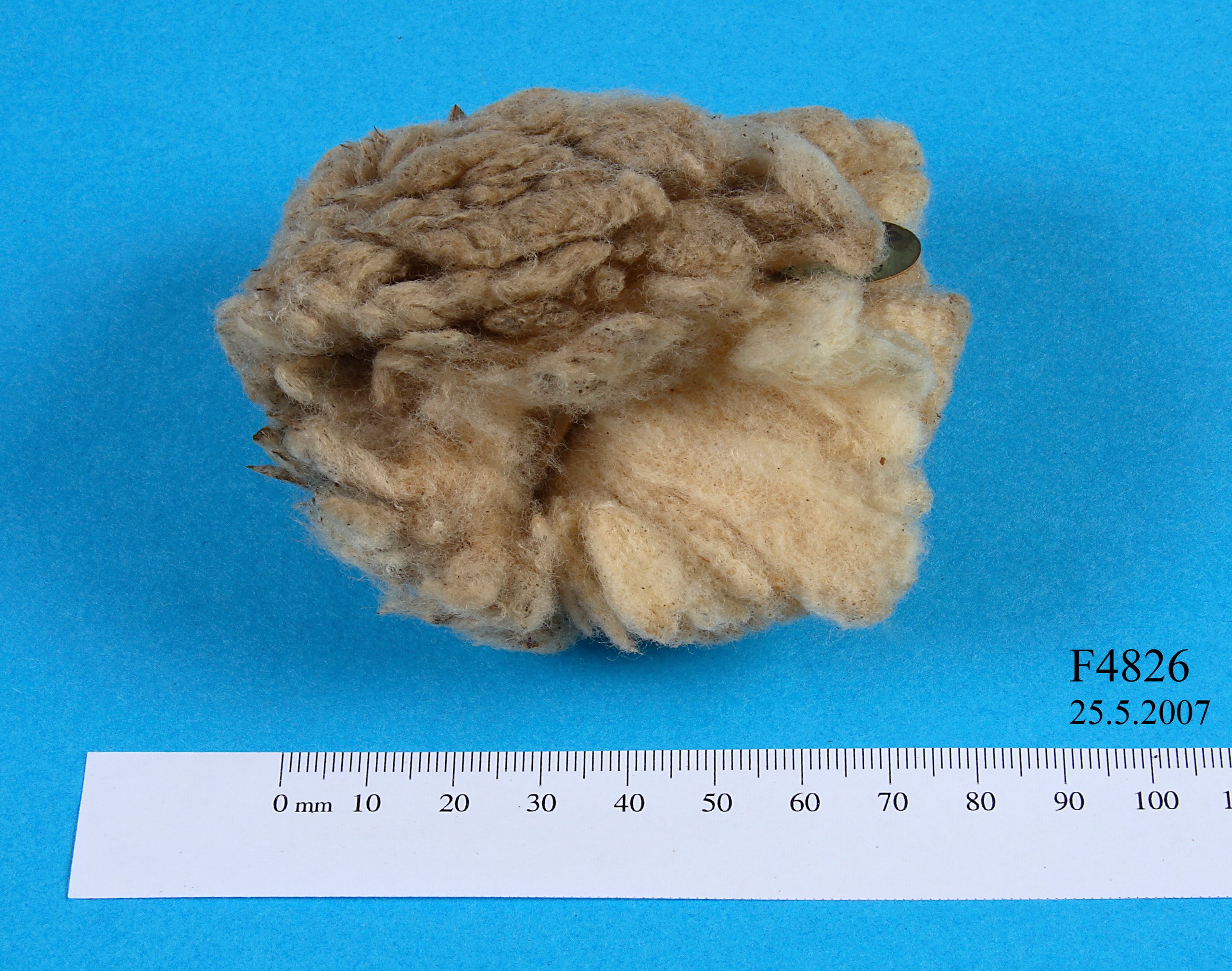 Wool specimen from a stud ewe.