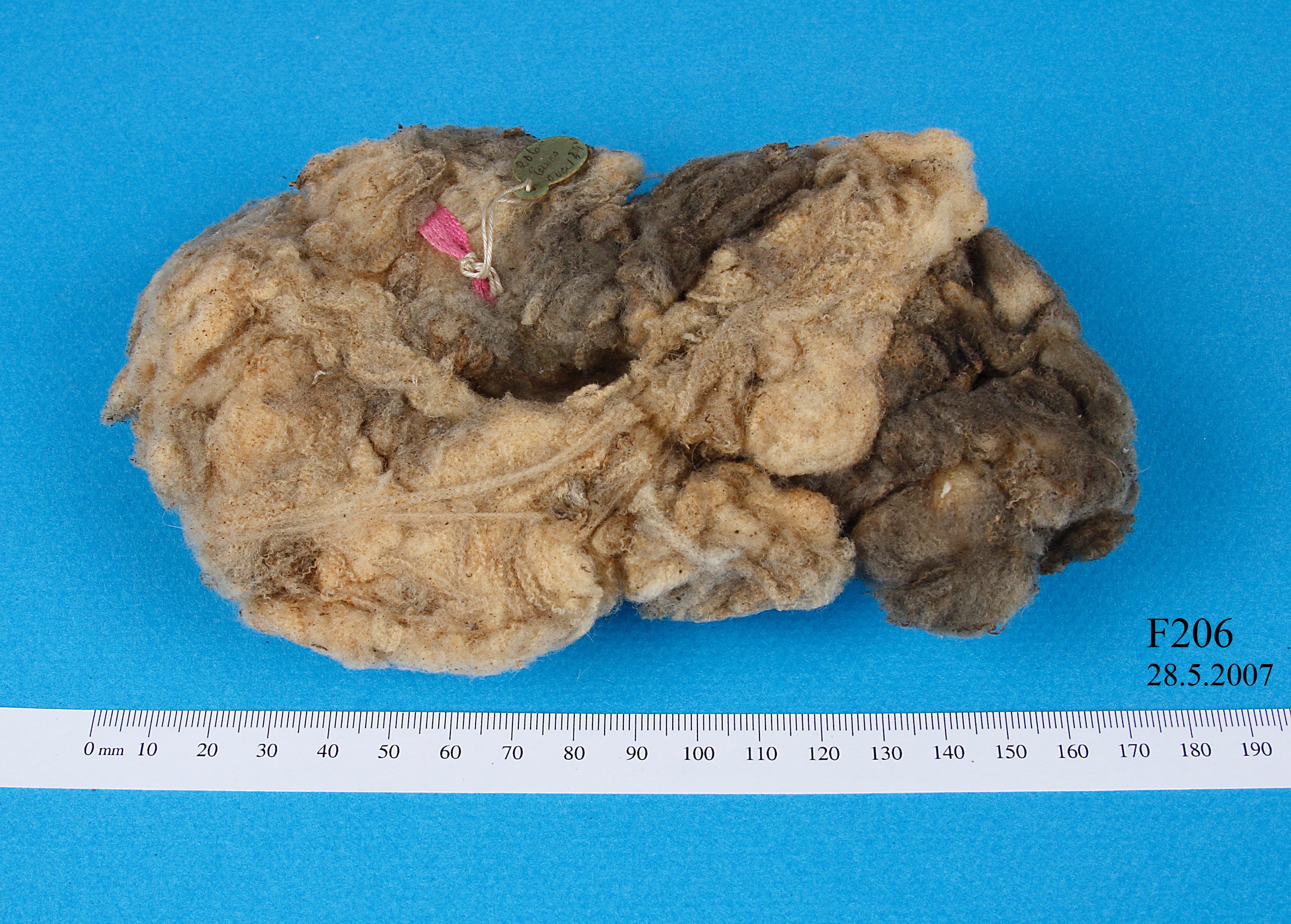 Wool specimen from a ewe over 1.5 years