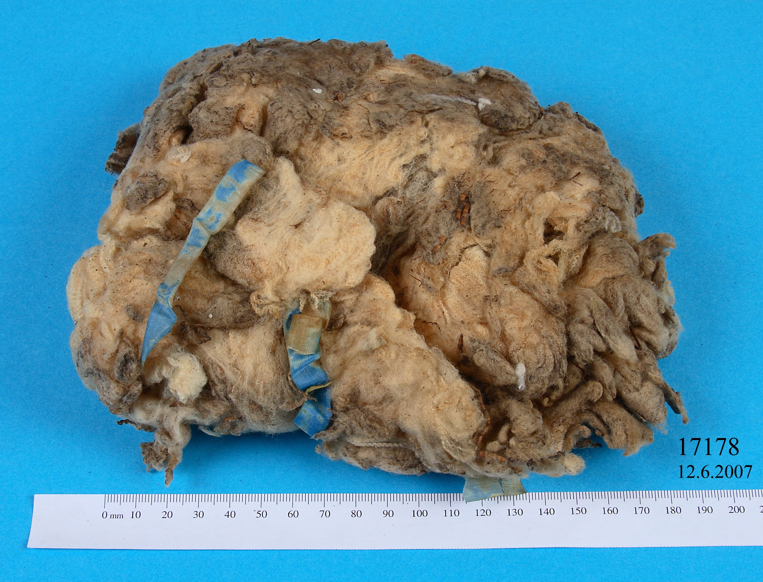 Combing wool specimen from a hogget