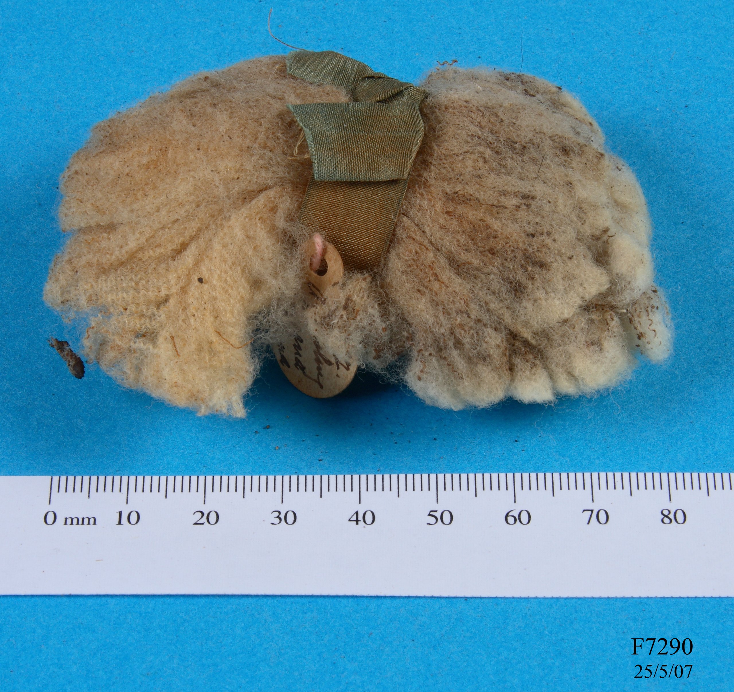 Wool specimen from a stud ewe