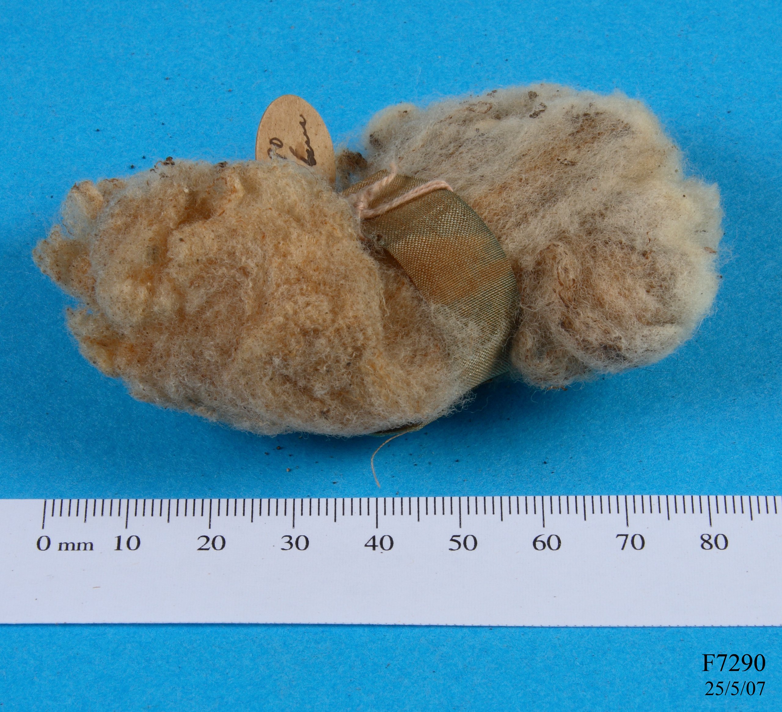 Wool specimen from a stud ewe
