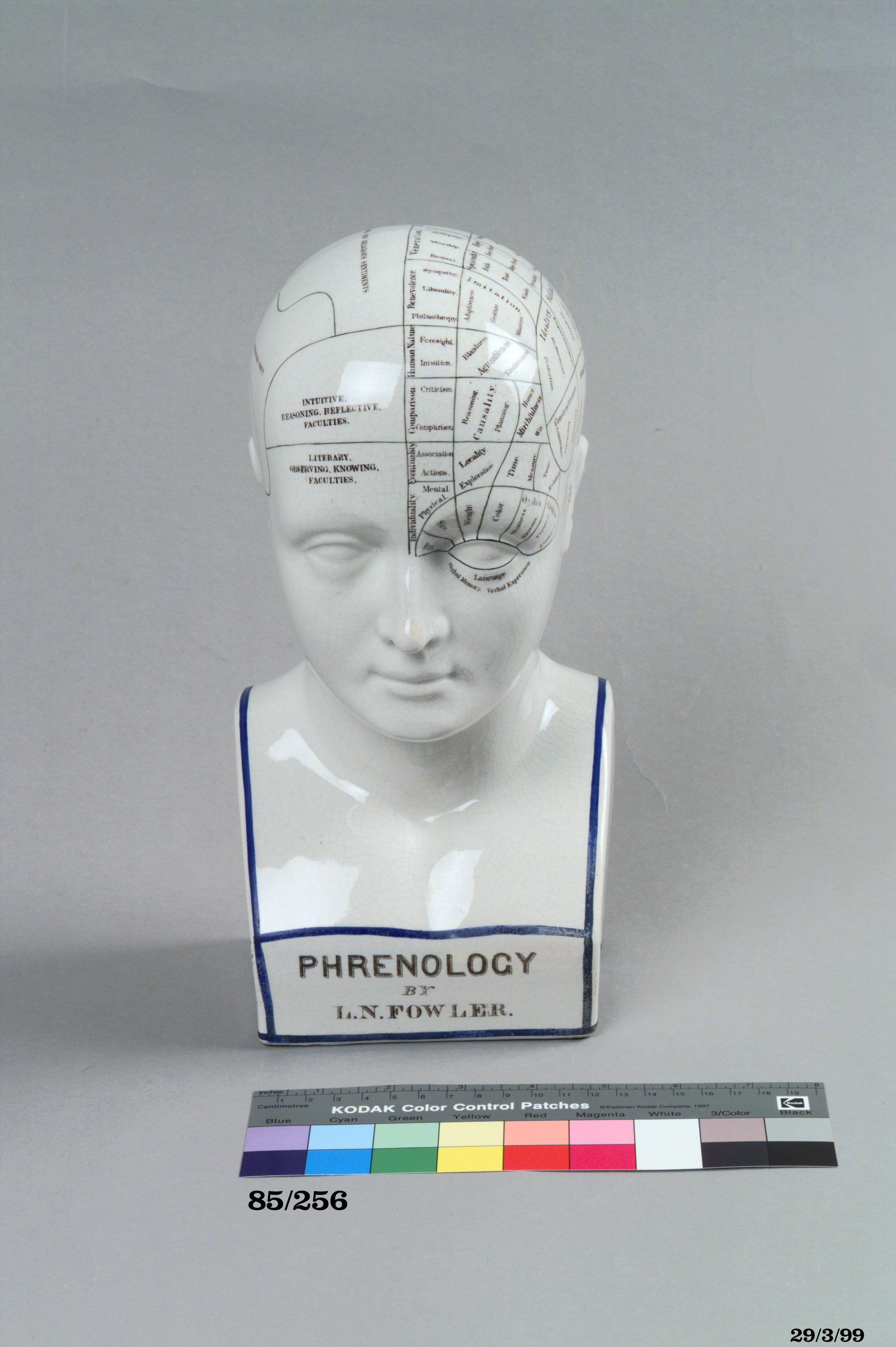 Phrenological bust