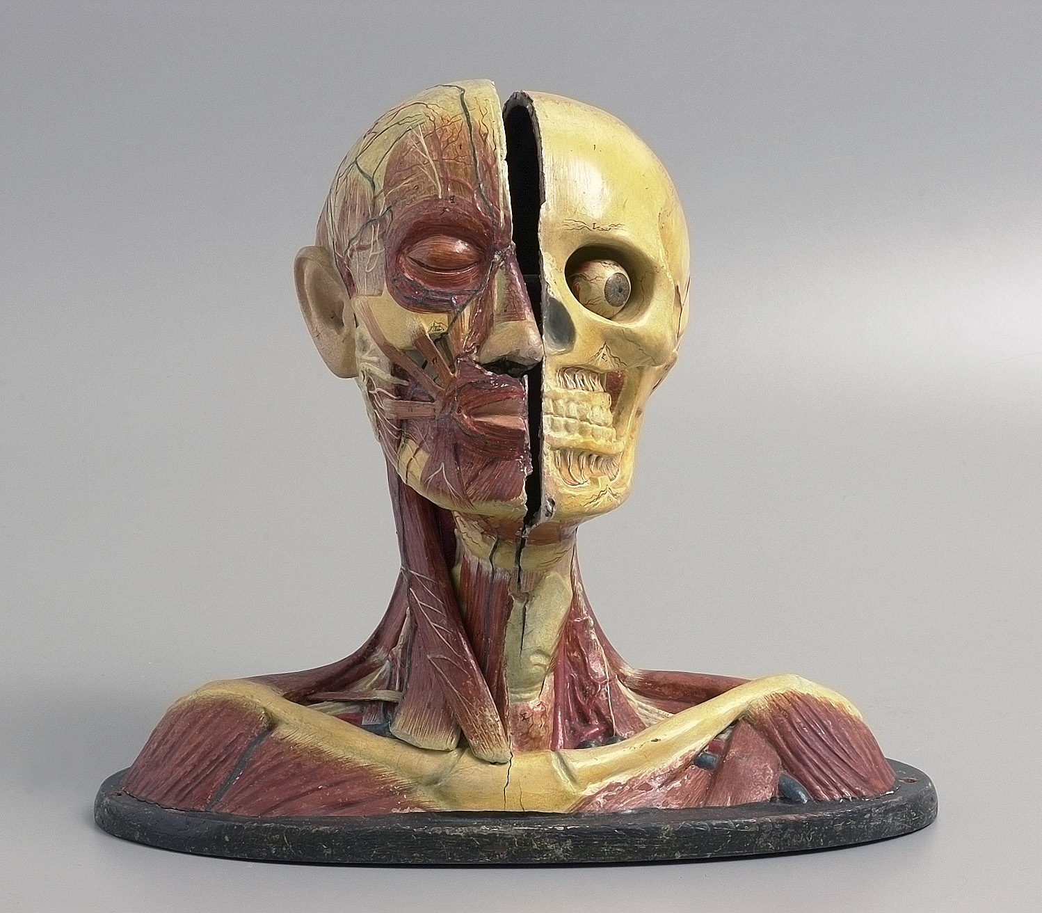 Anatomical model of human head