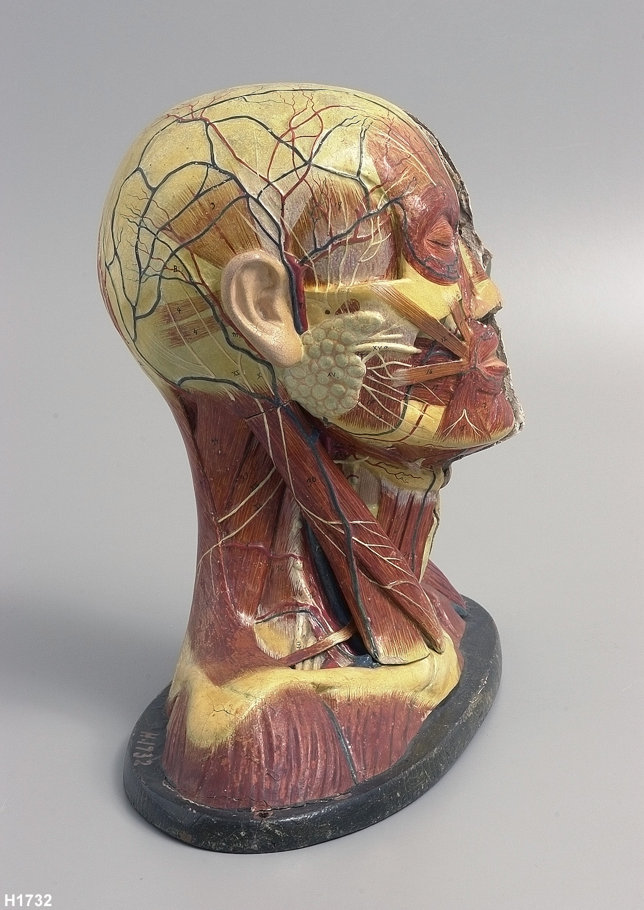 Anatomical model of human head