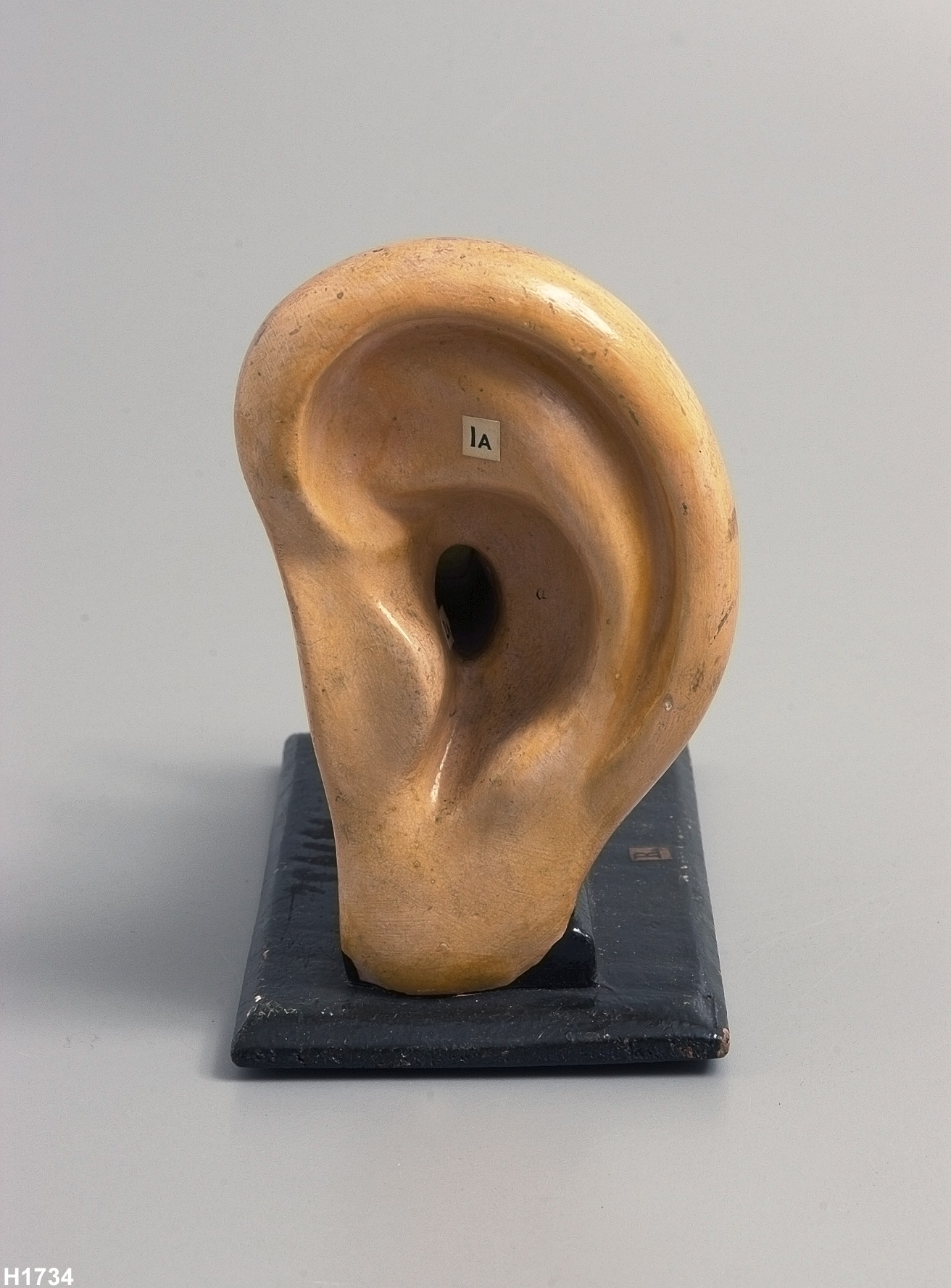 Anatomical model of a human ear