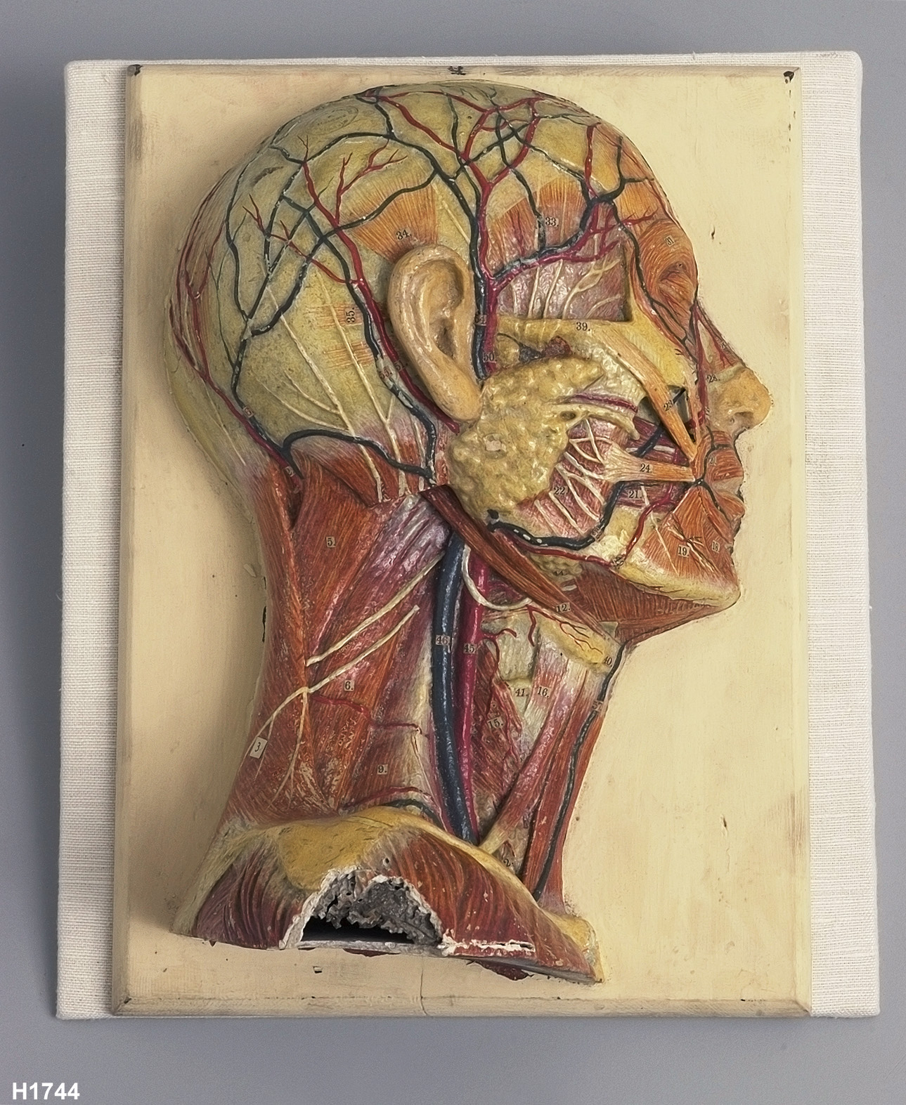 Anatomical model of a human head showing vascular and muscle system