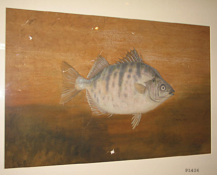 Watercolour drawing of Scatophagus multifasciatus (Butter Fish)