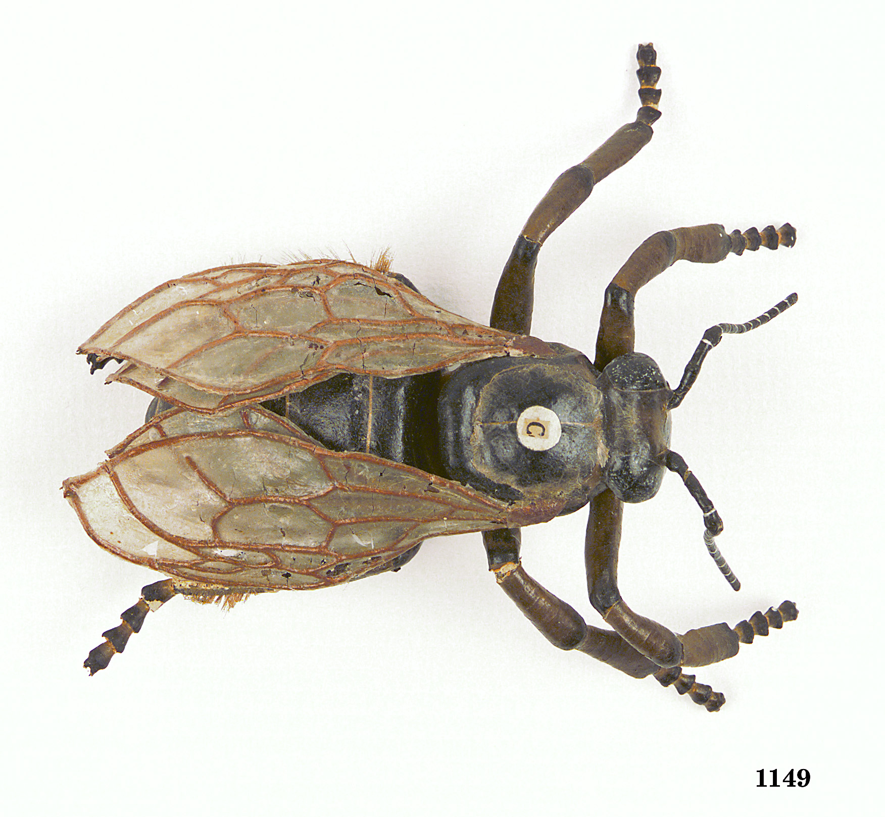 Model of a worker bee