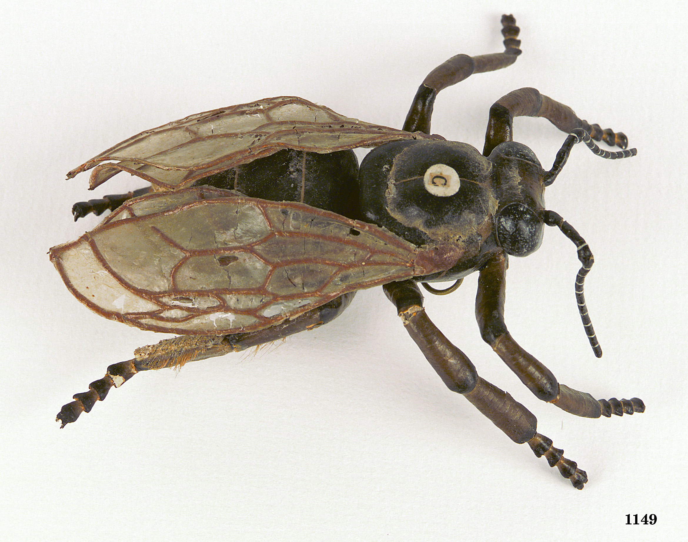 Model of a worker bee