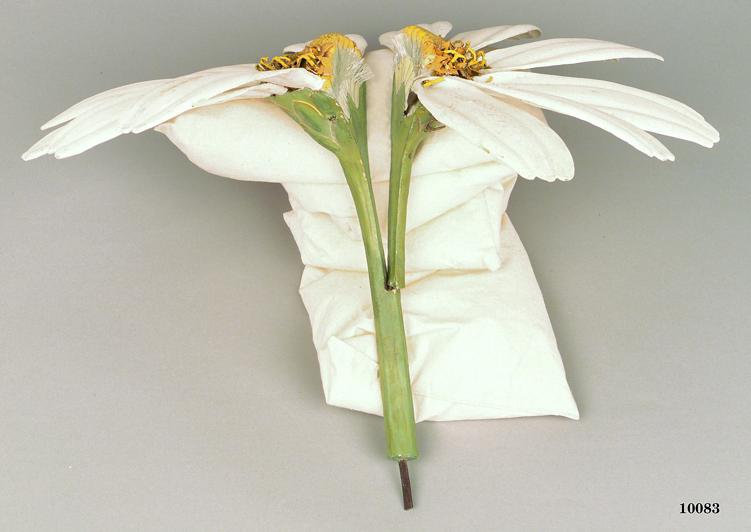 Model of Chrysanthemum flower