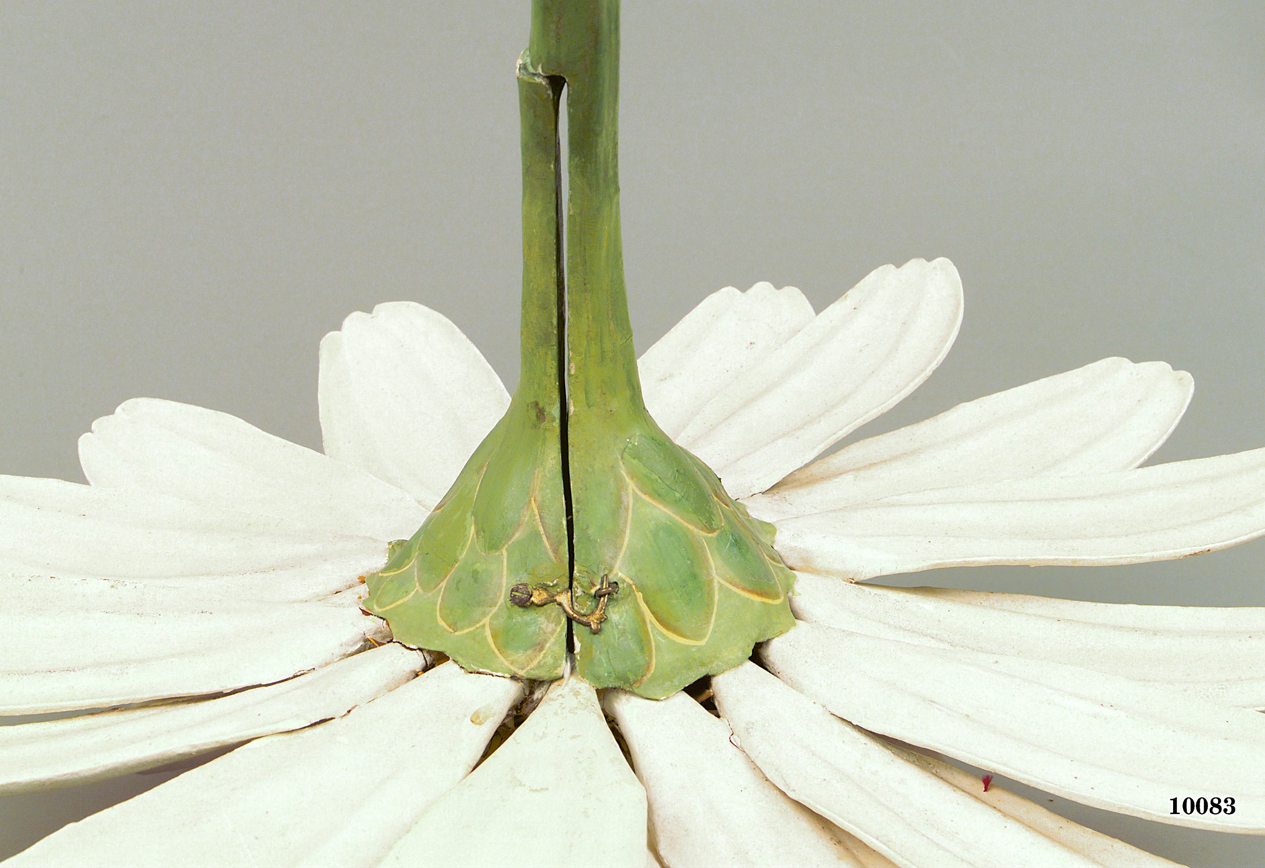 Model of Chrysanthemum flower