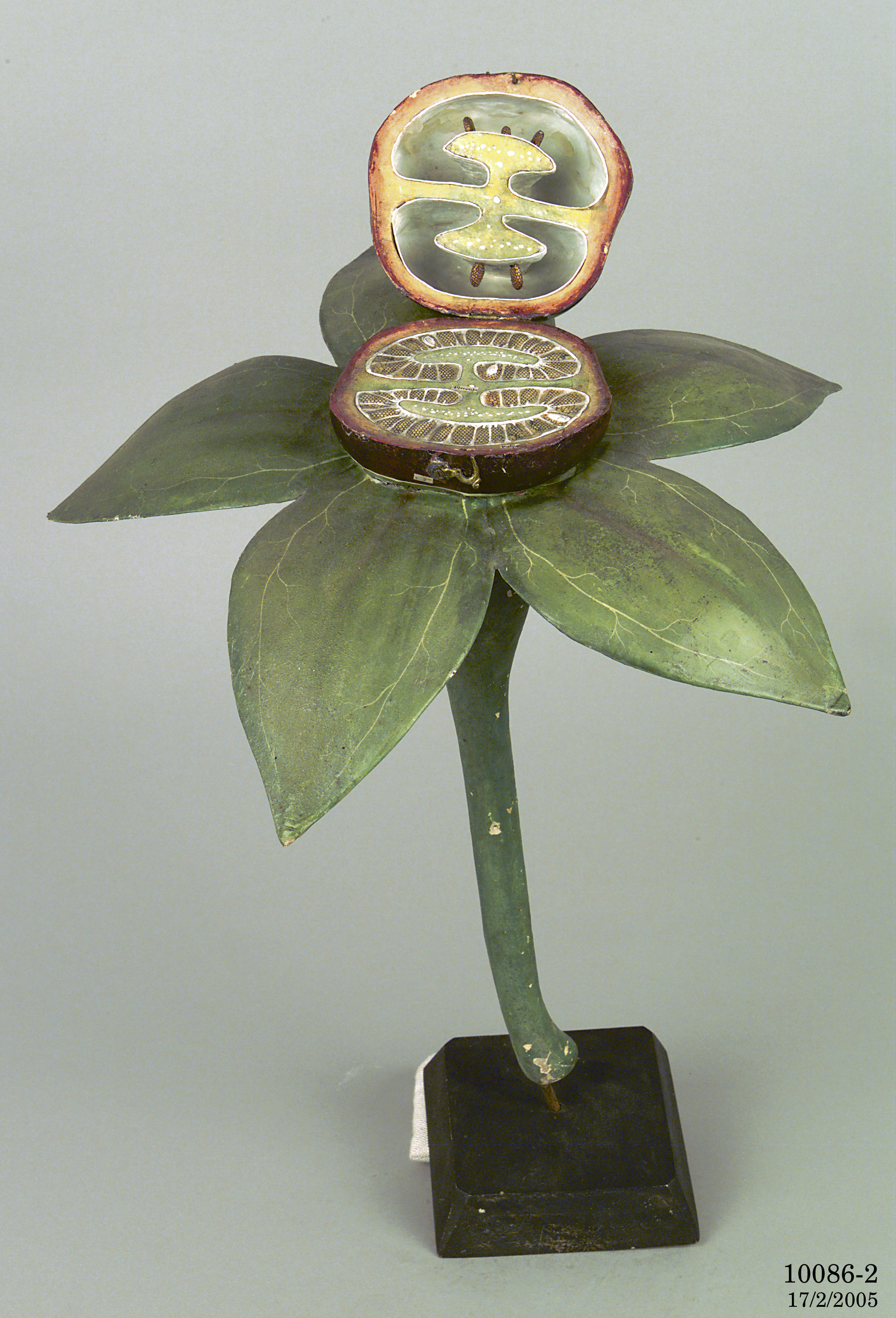 Botanical model Atropa belladonna