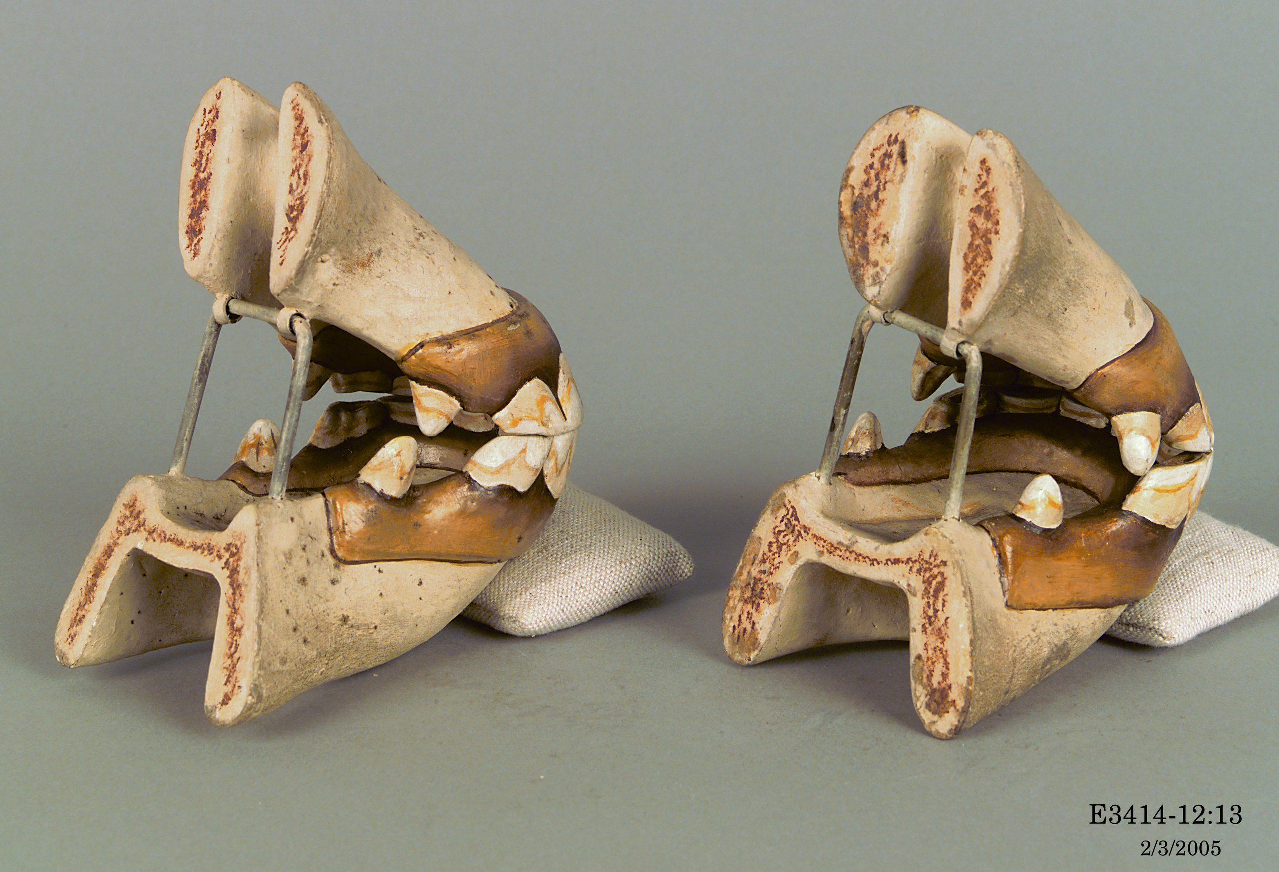 Collection of plaster casts of horse teeth ranging from birth to old age