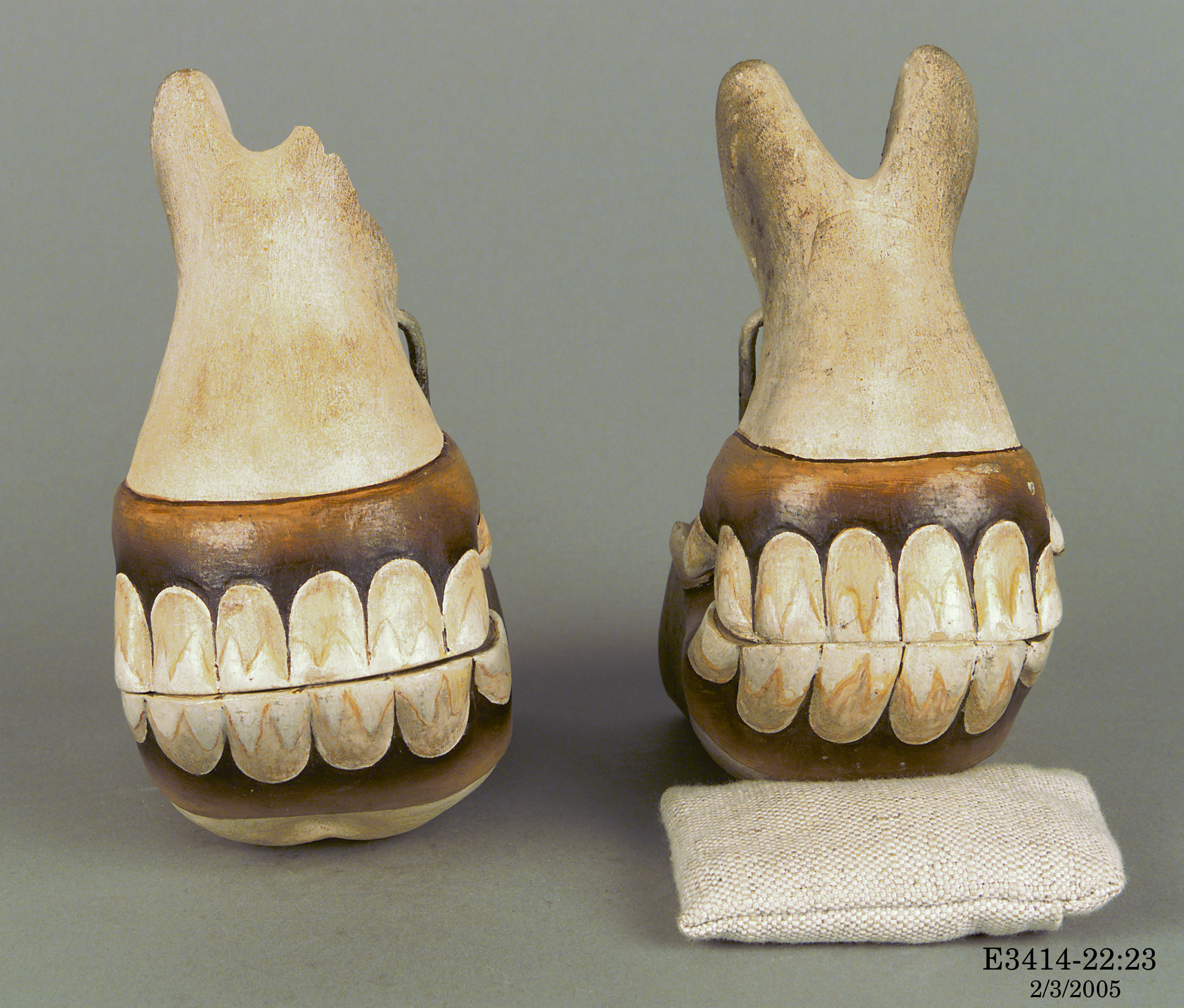 Collection of plaster casts of horse teeth ranging from birth to old age