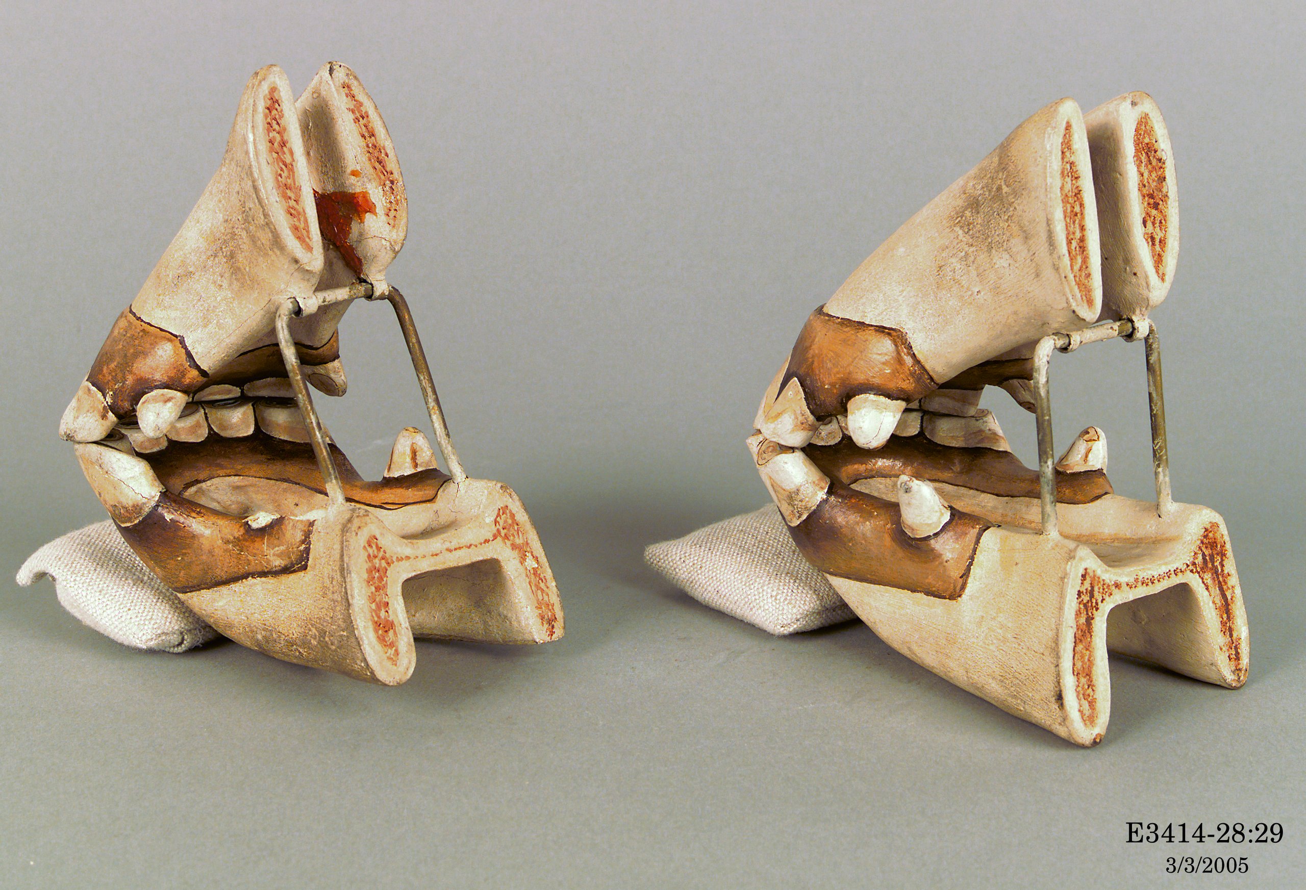 Collection of plaster casts of horse teeth ranging from birth to old age