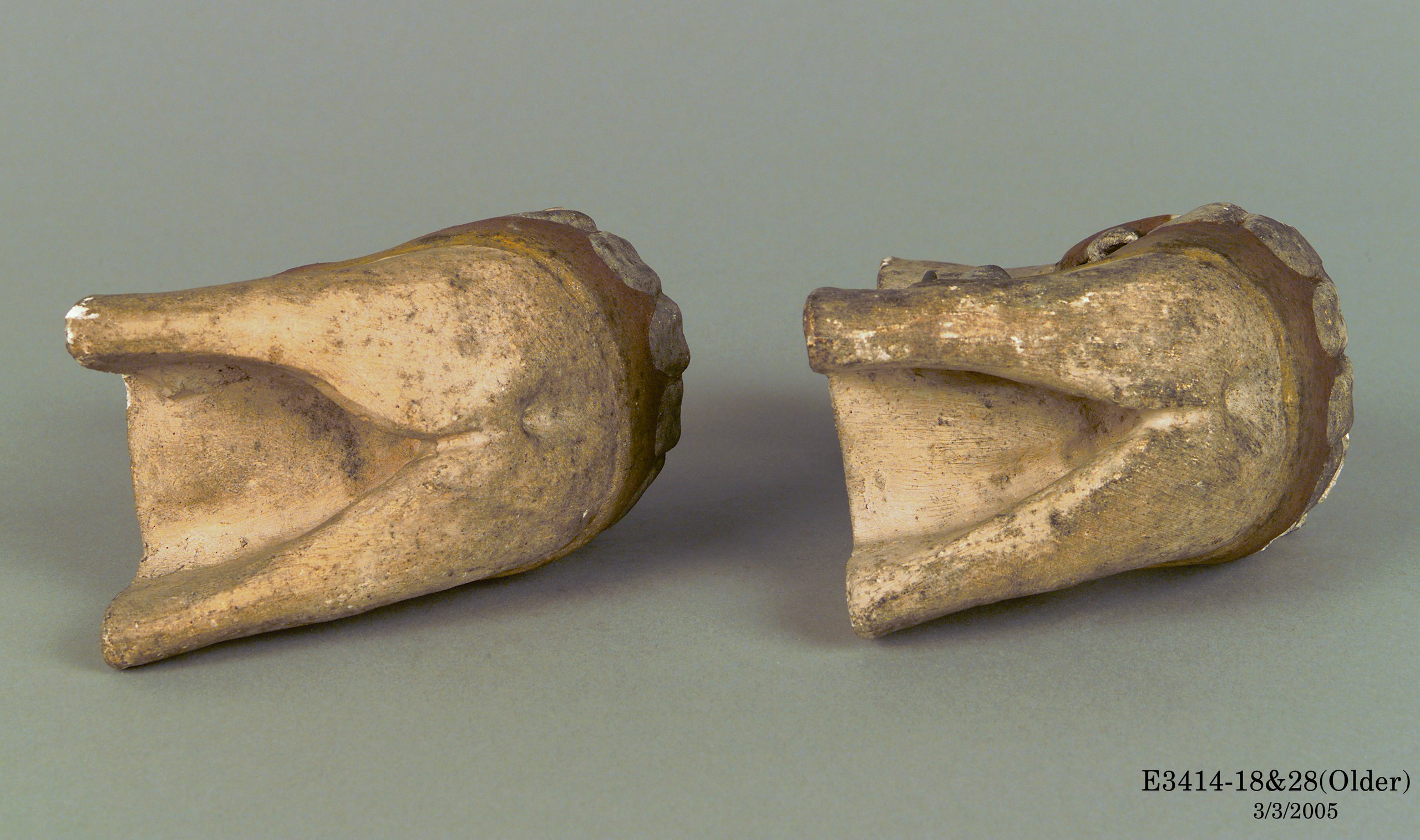 Collection of plaster casts of horse teeth ranging from birth to old age