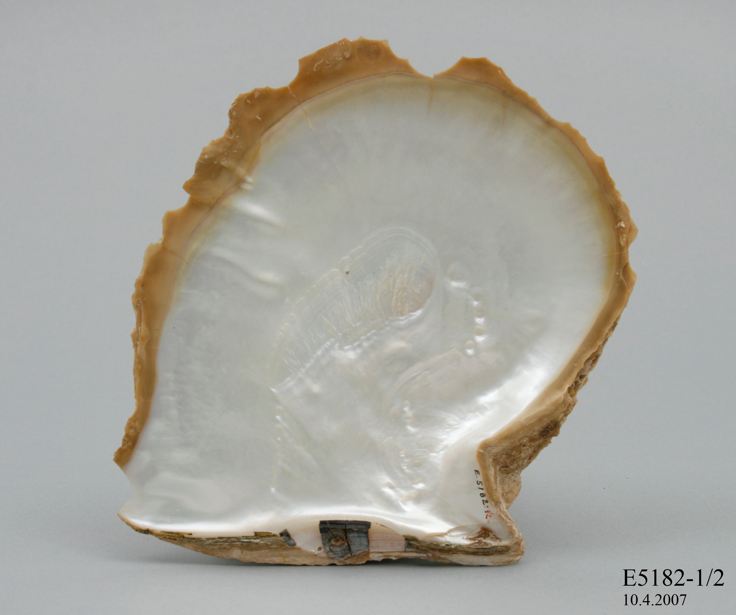 Pearl shell from didactic display