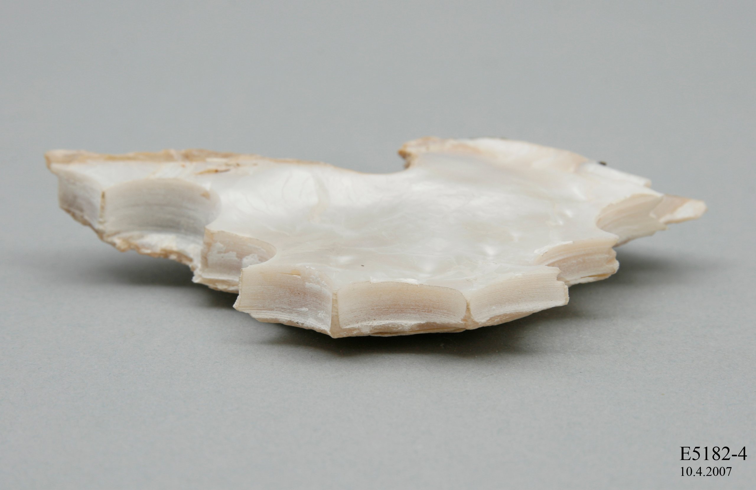 A section of pearl shell used in manufacturing buttons.