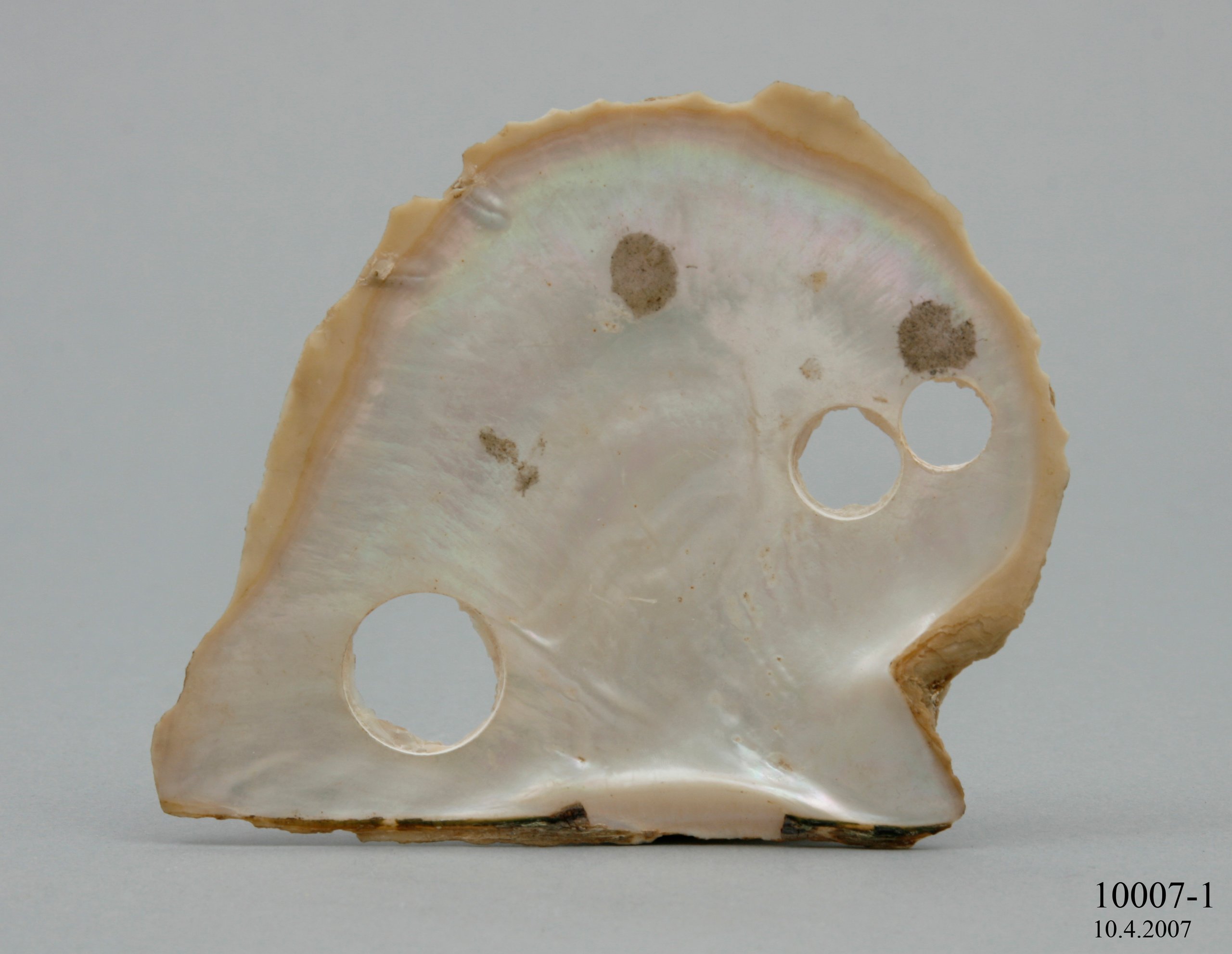 Half an oyster shell demonstrating pearl shell button manufacture.