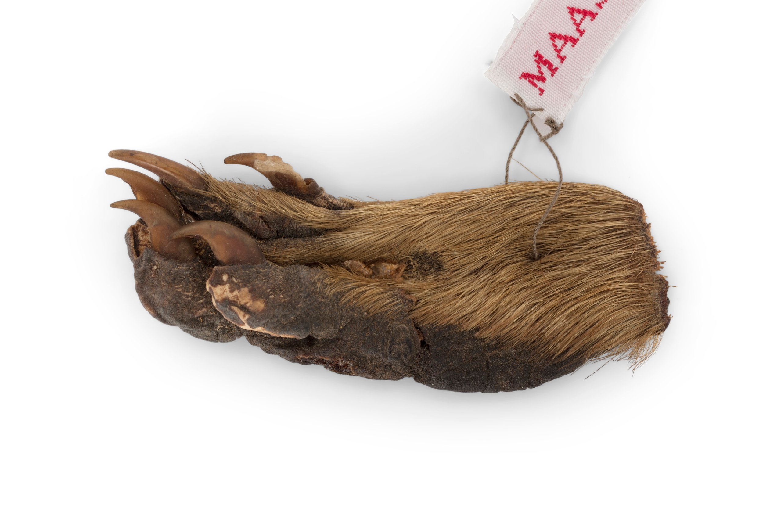 Dried raccoon paw travel memento from Canada collected by George and Charis Schwarz