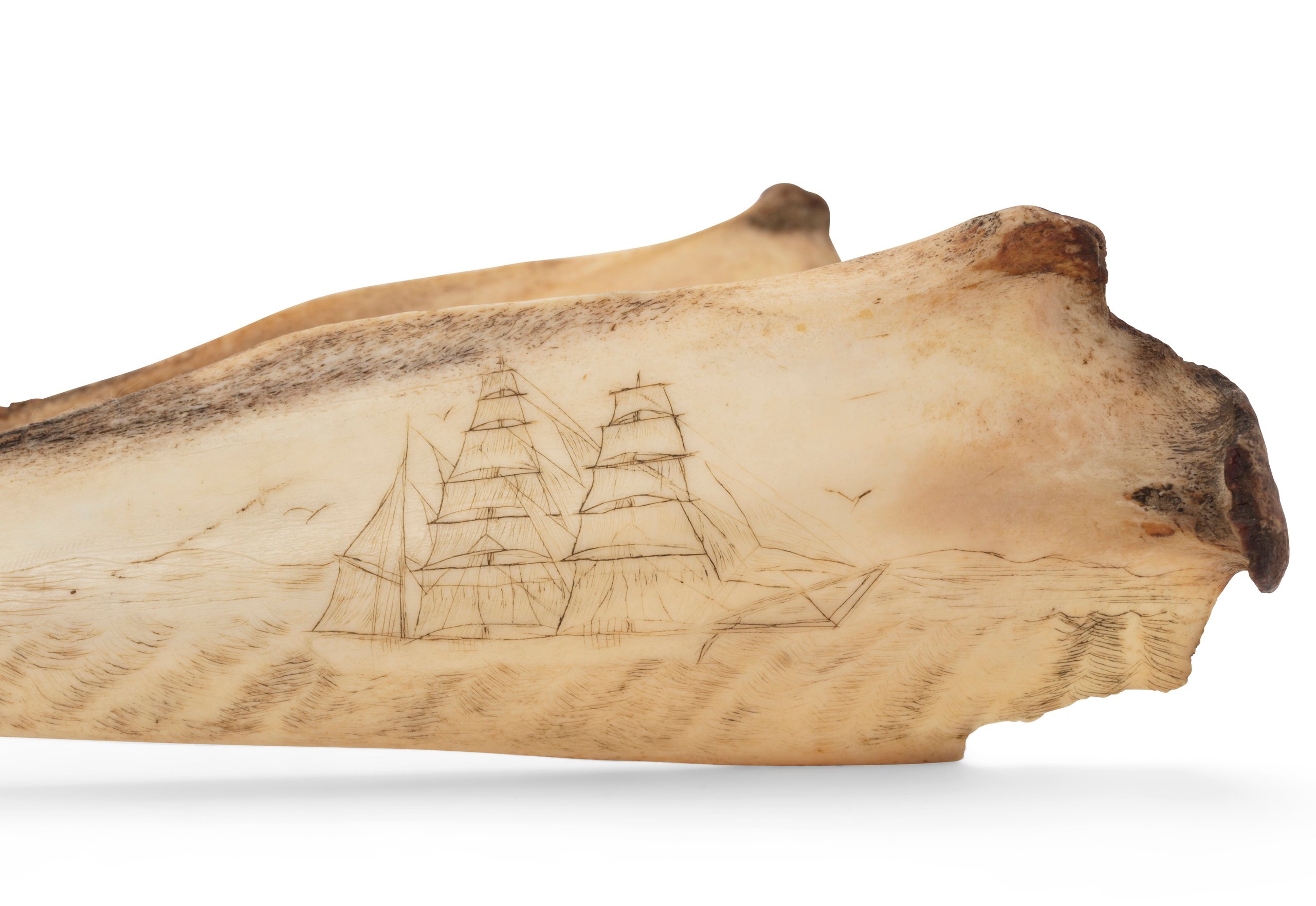 Dolphin jaw with scrimshaw decoration