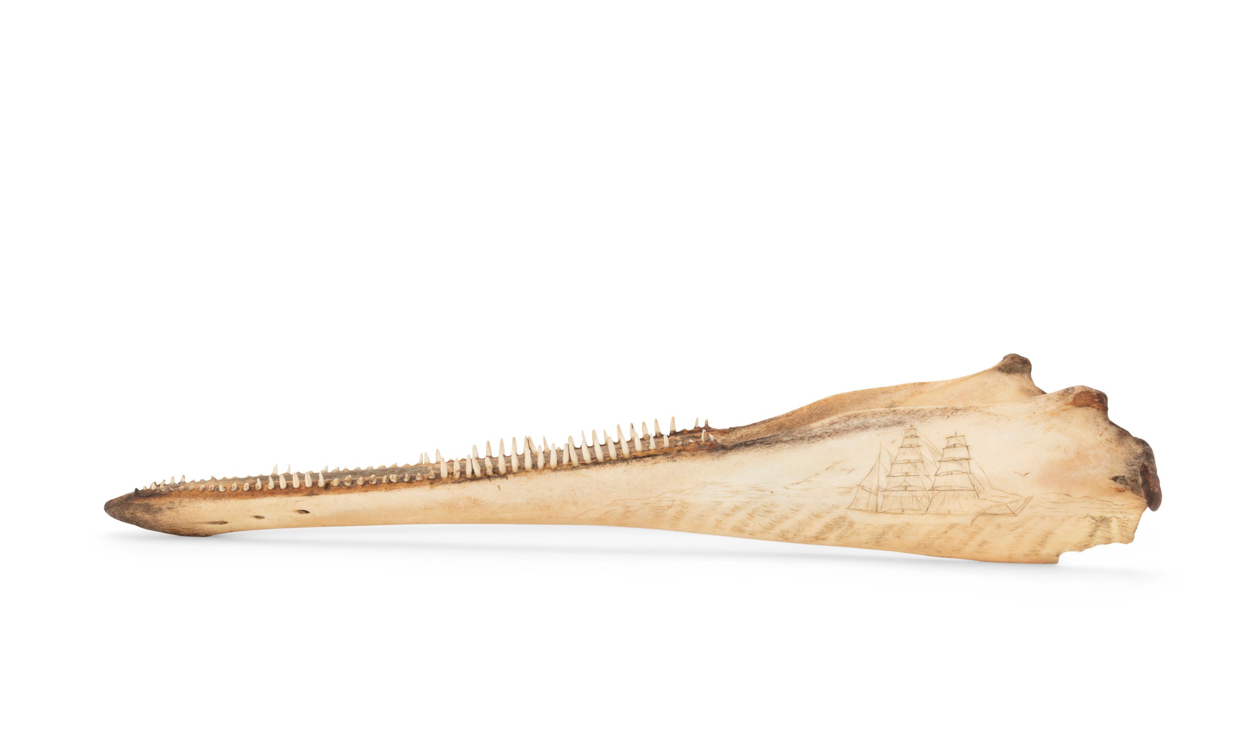 Dolphin jaw with scrimshaw decoration