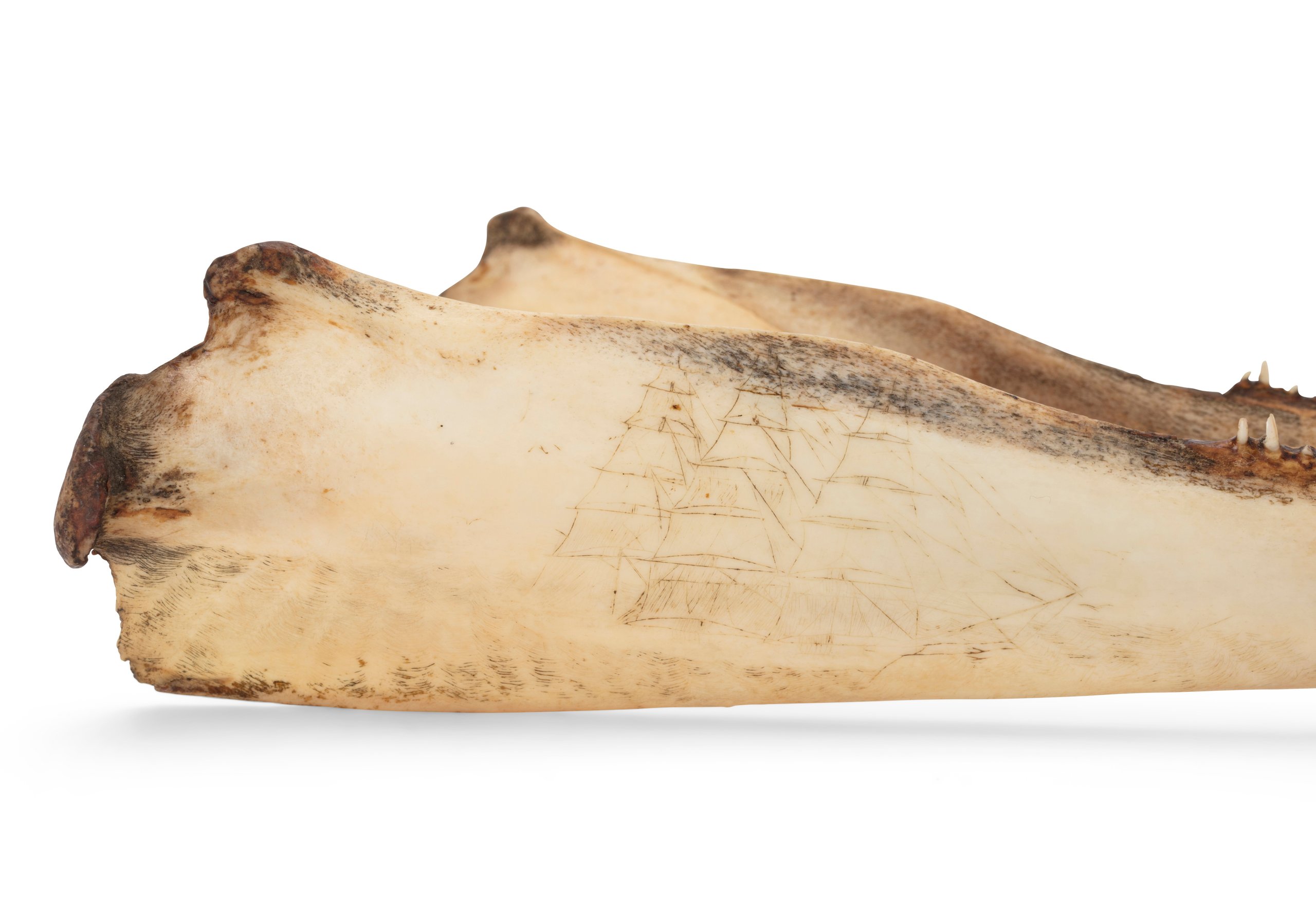 Dolphin jaw with scrimshaw decoration