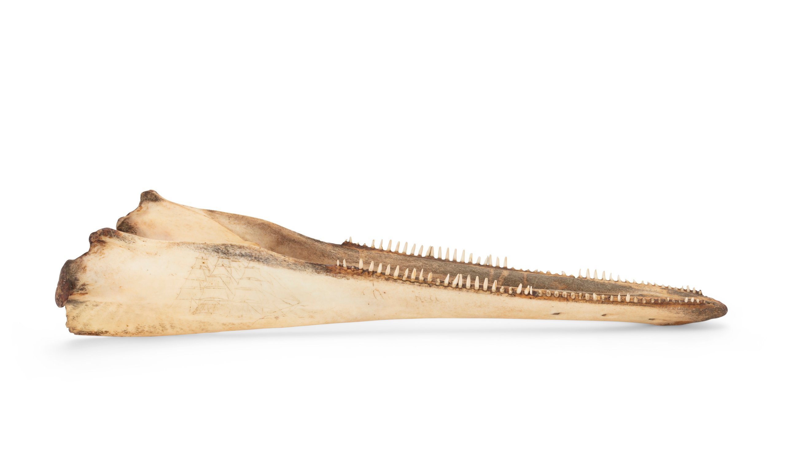 Dolphin jaw with scrimshaw decoration
