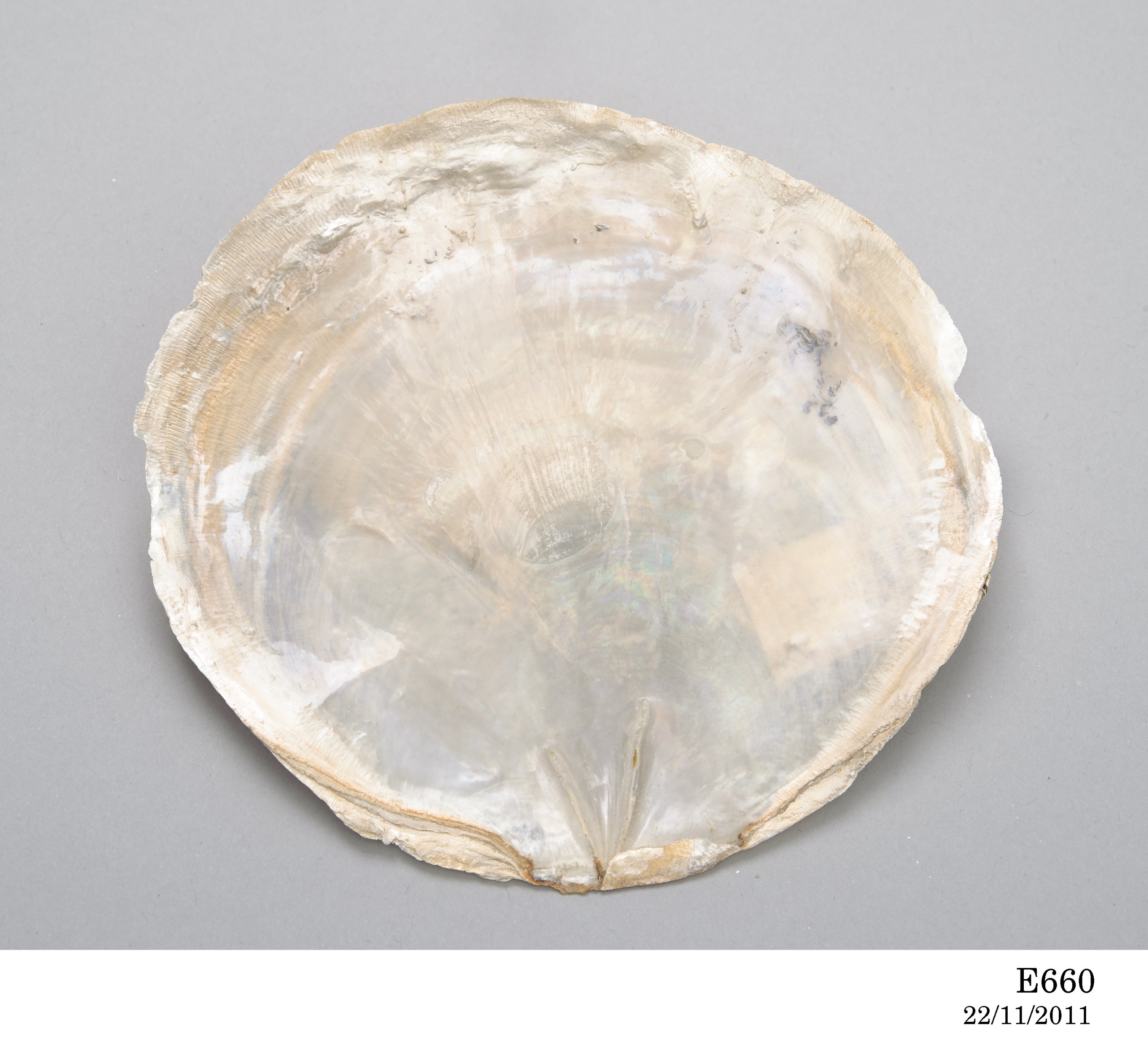 Placuna placenta (Windowpane oyster) shell from Singapore collected by Julian Tennison-Woods