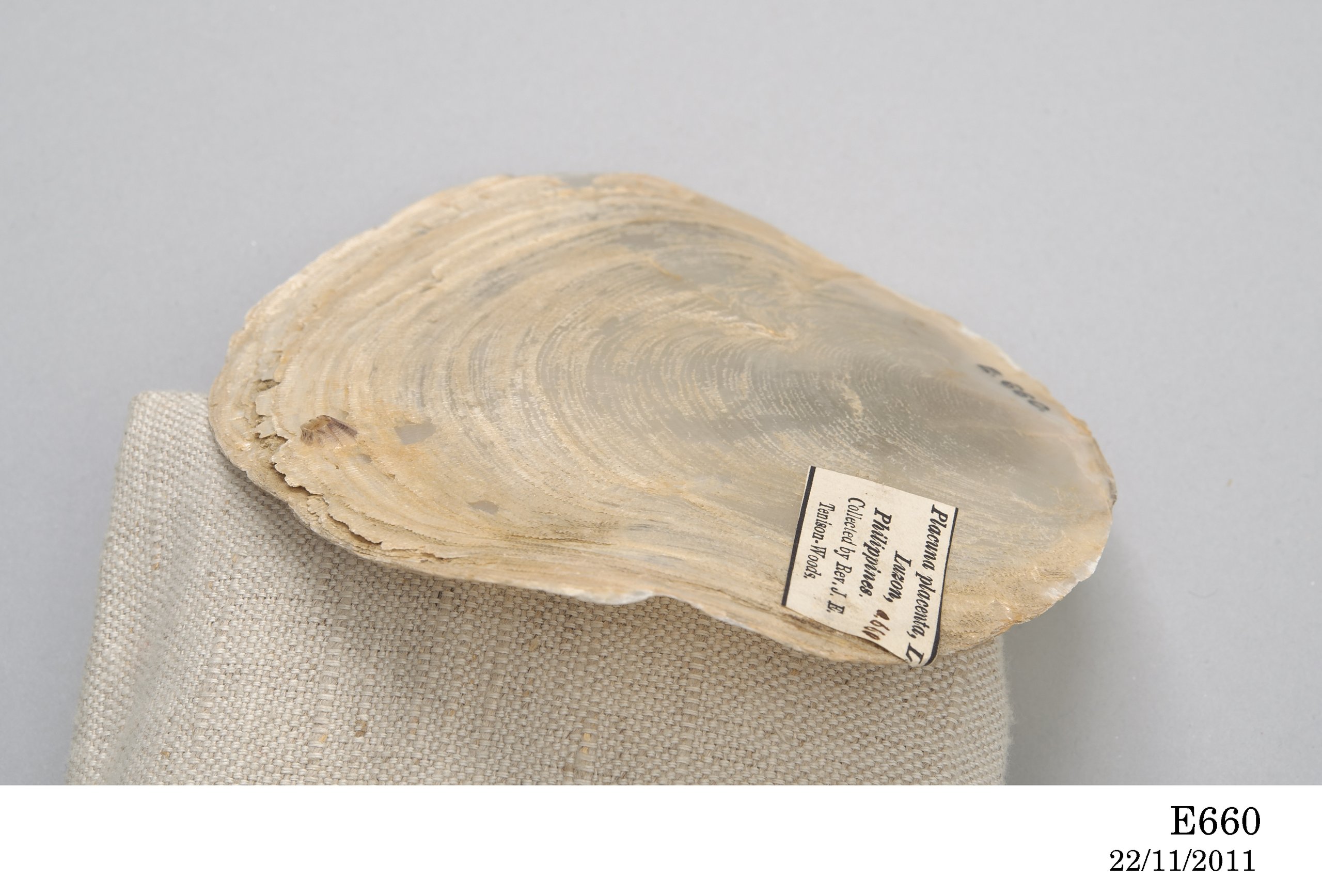 Placuna placenta (Windowpane oyster) shell from Singapore collected by Julian Tennison-Woods