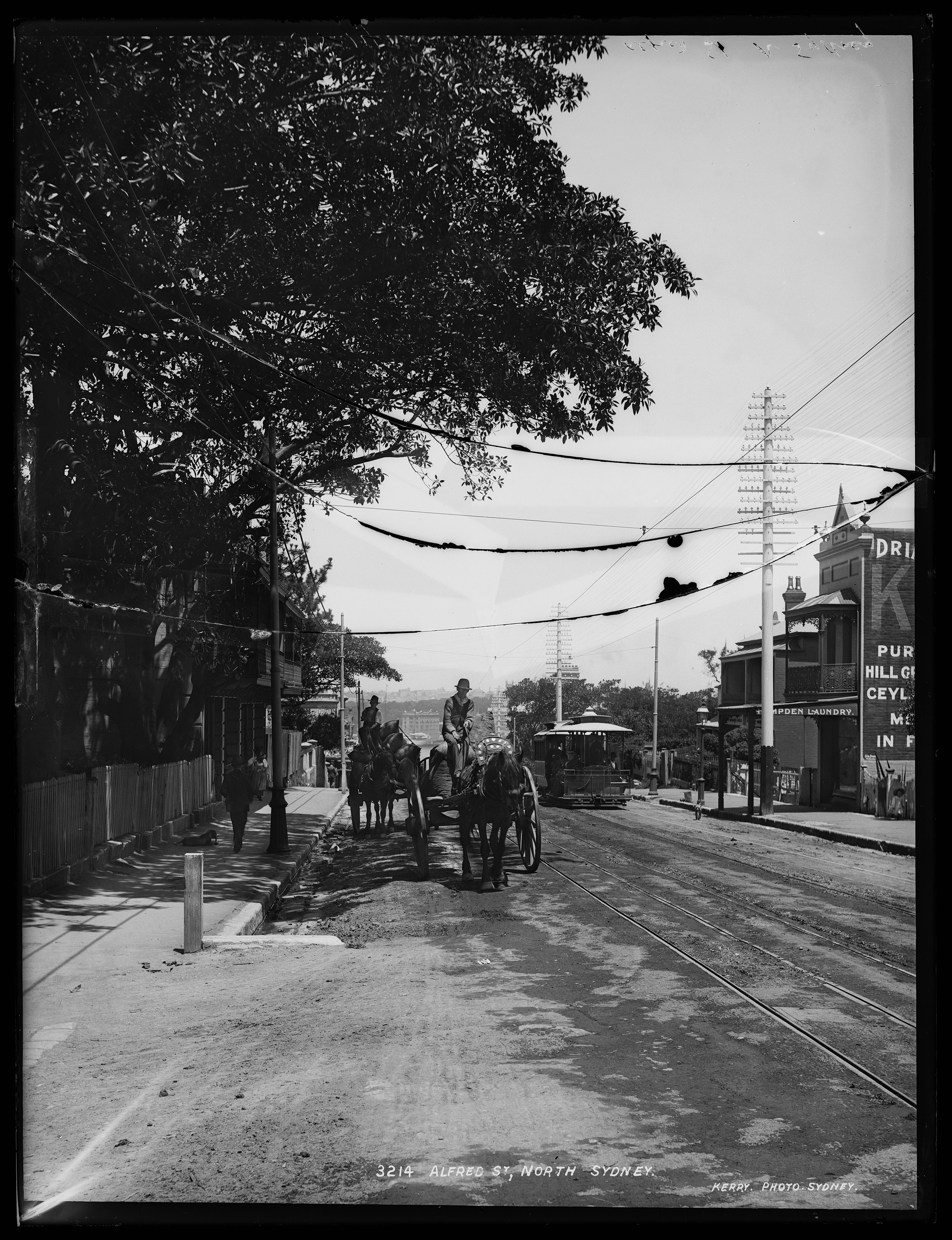 'Alfred Street, North Sydney' glass plate negative by Kerry and Co