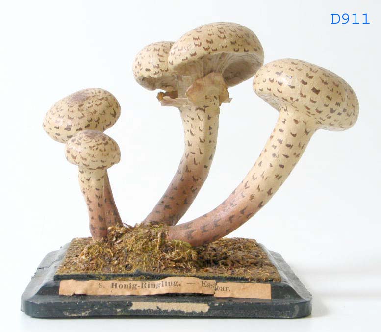 Botanical model of 'Honey coloured Armillaria' Agaricus (Armillaria) melleus