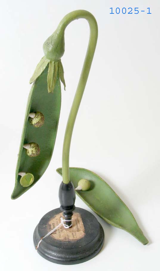 Leguminosae pod botanical model