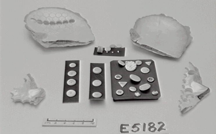 Pearl shell from didactic display