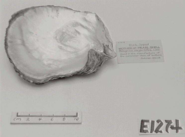 Pearl shells from Solomon Islands