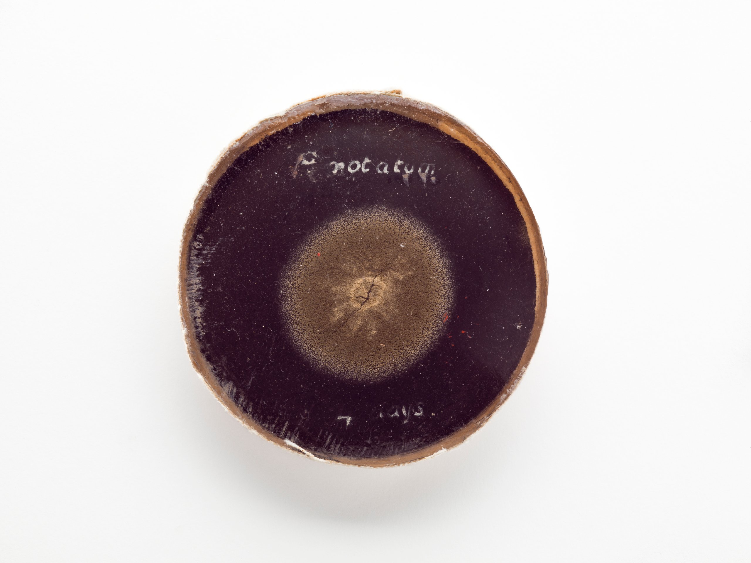 Penicillin mould from Howard Florey's lab