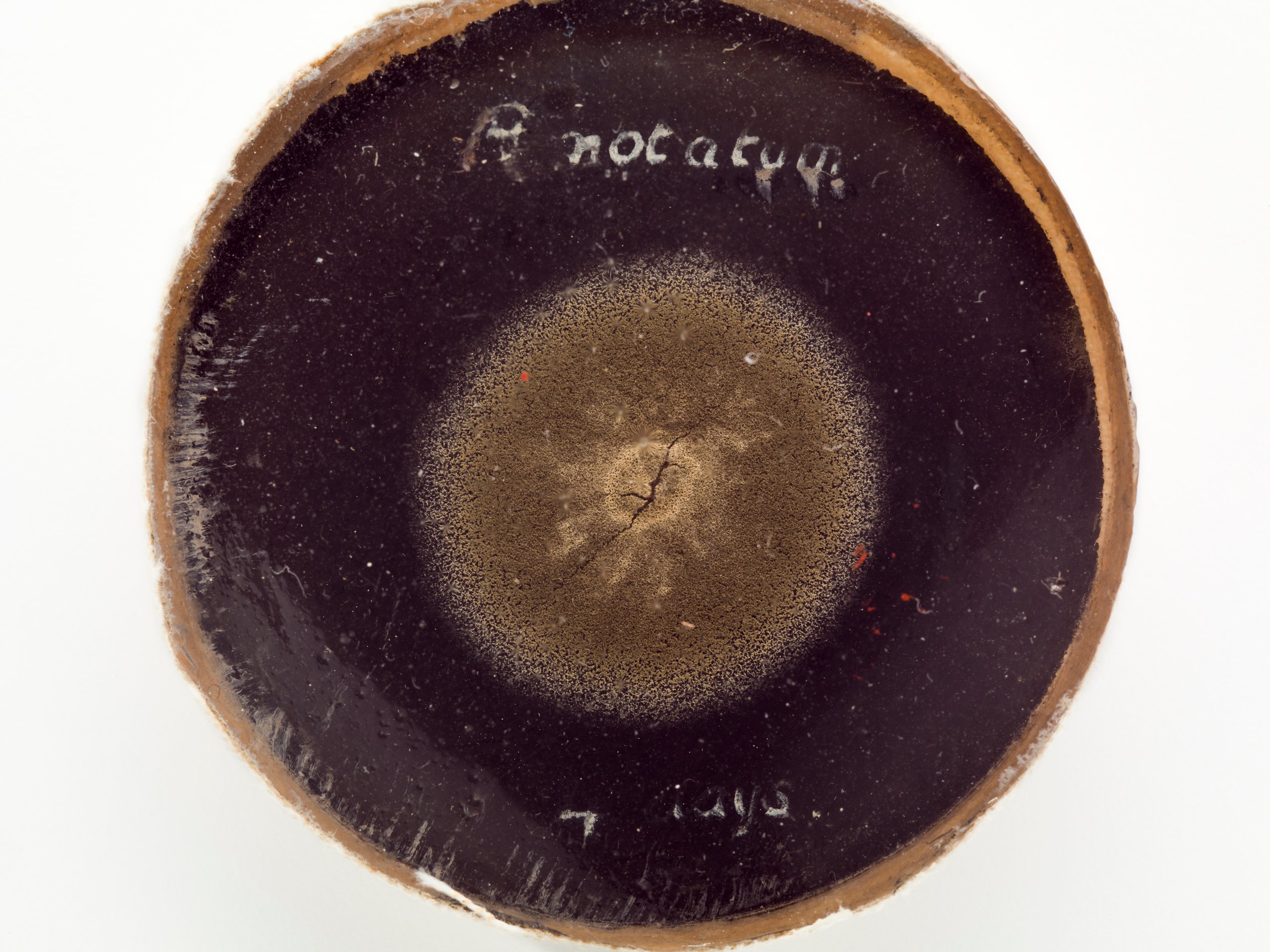 Penicillin mould from Howard Florey's lab