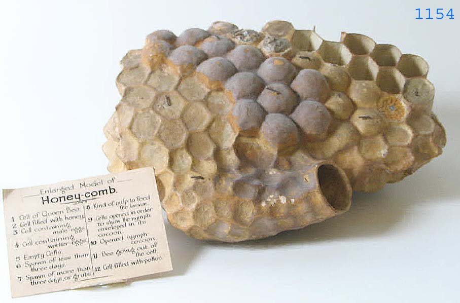 Model of honeycomb made by Maision Auzoux