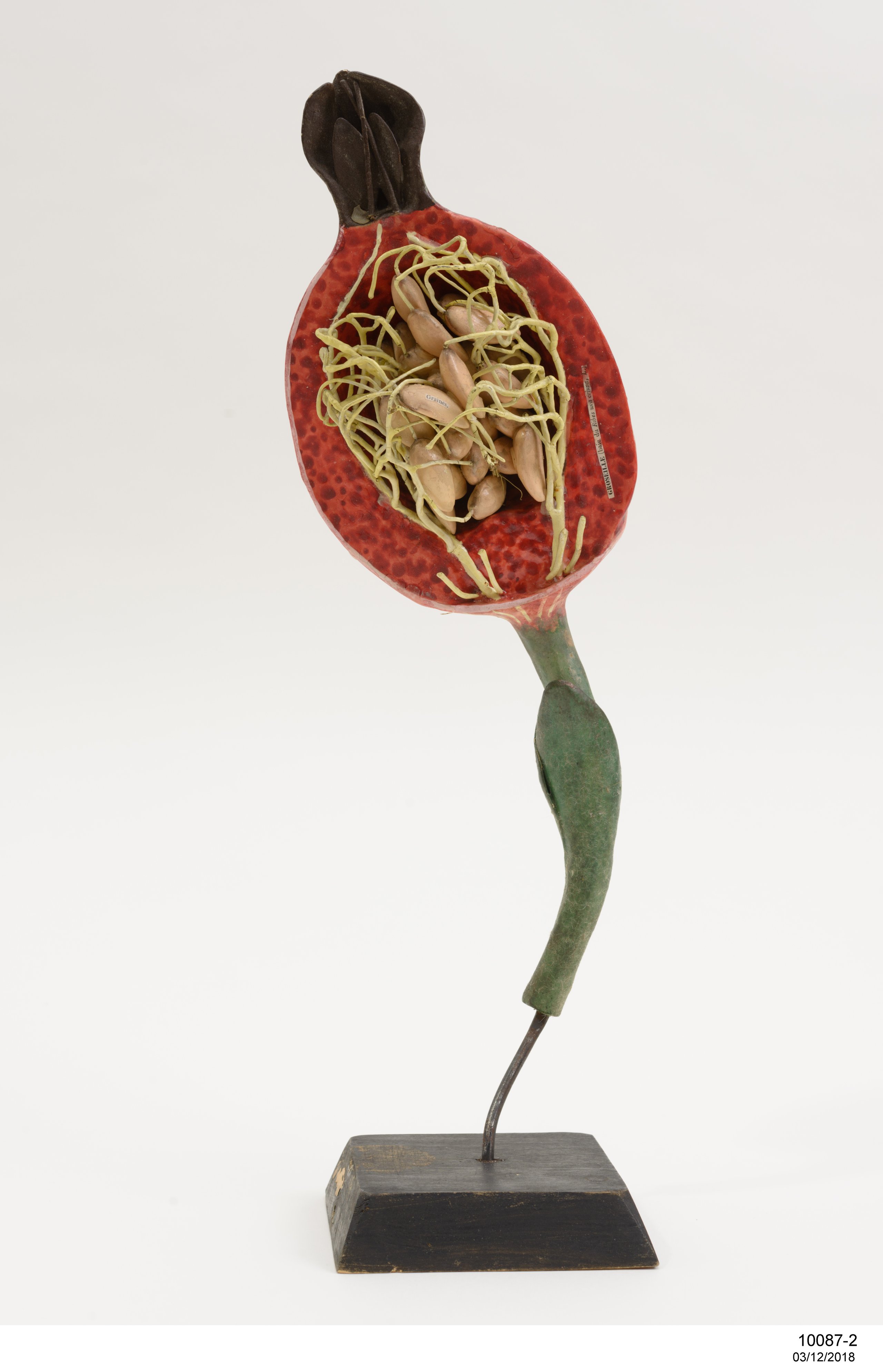 Botanical model of Henbane fruit