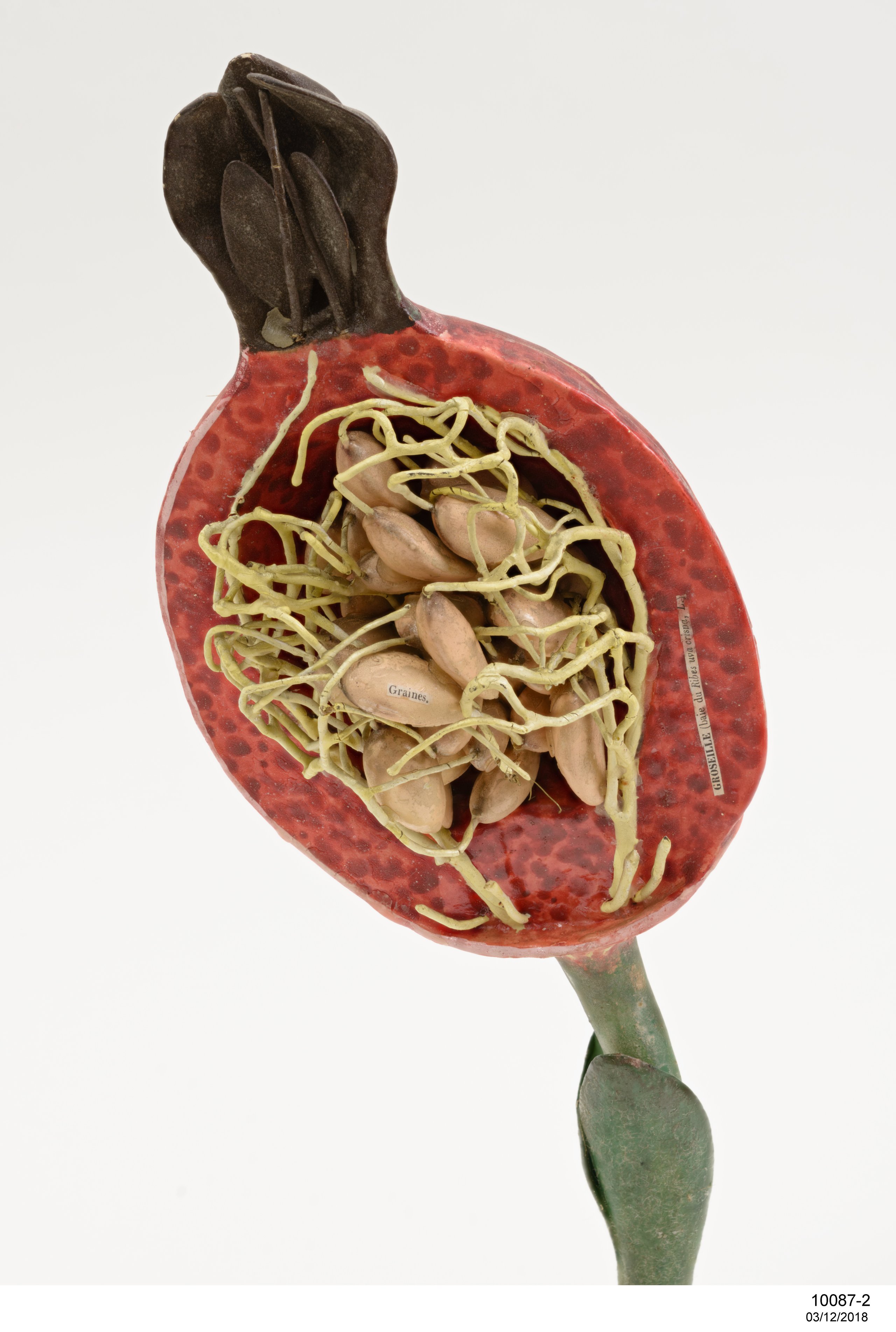 Botanical model of Henbane fruit