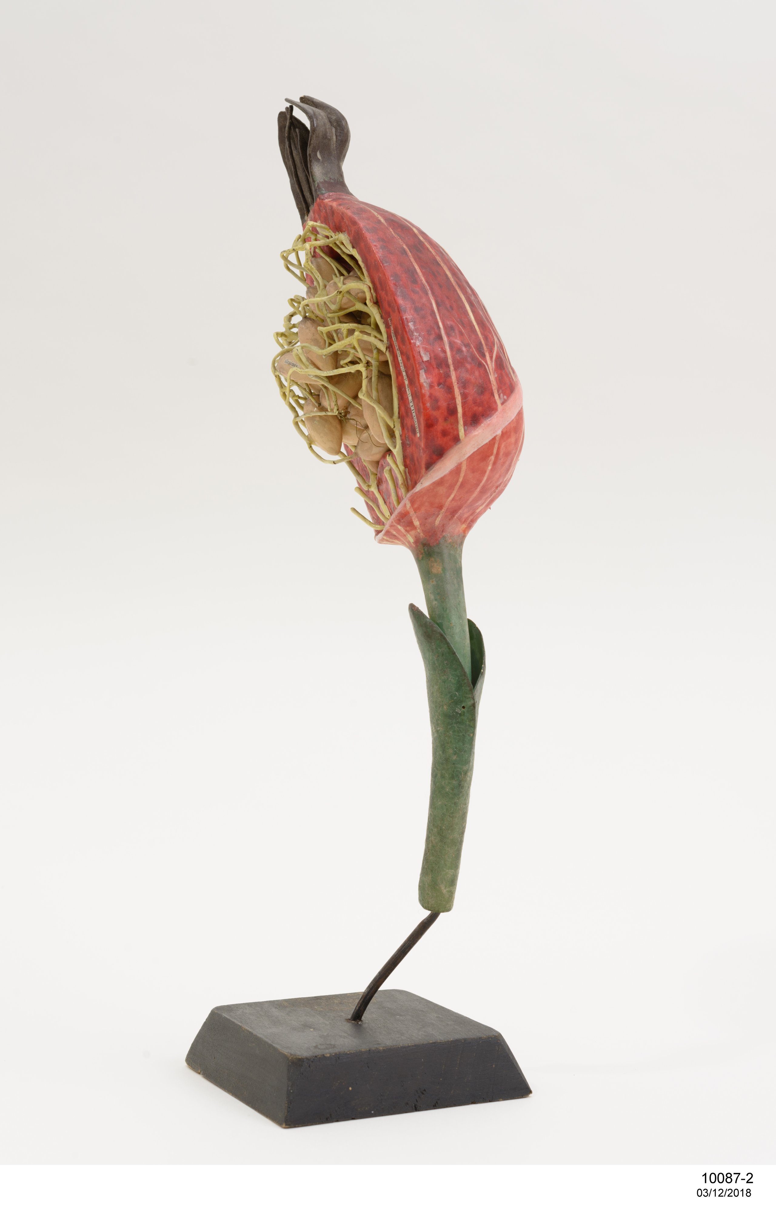 Botanical model of Henbane fruit