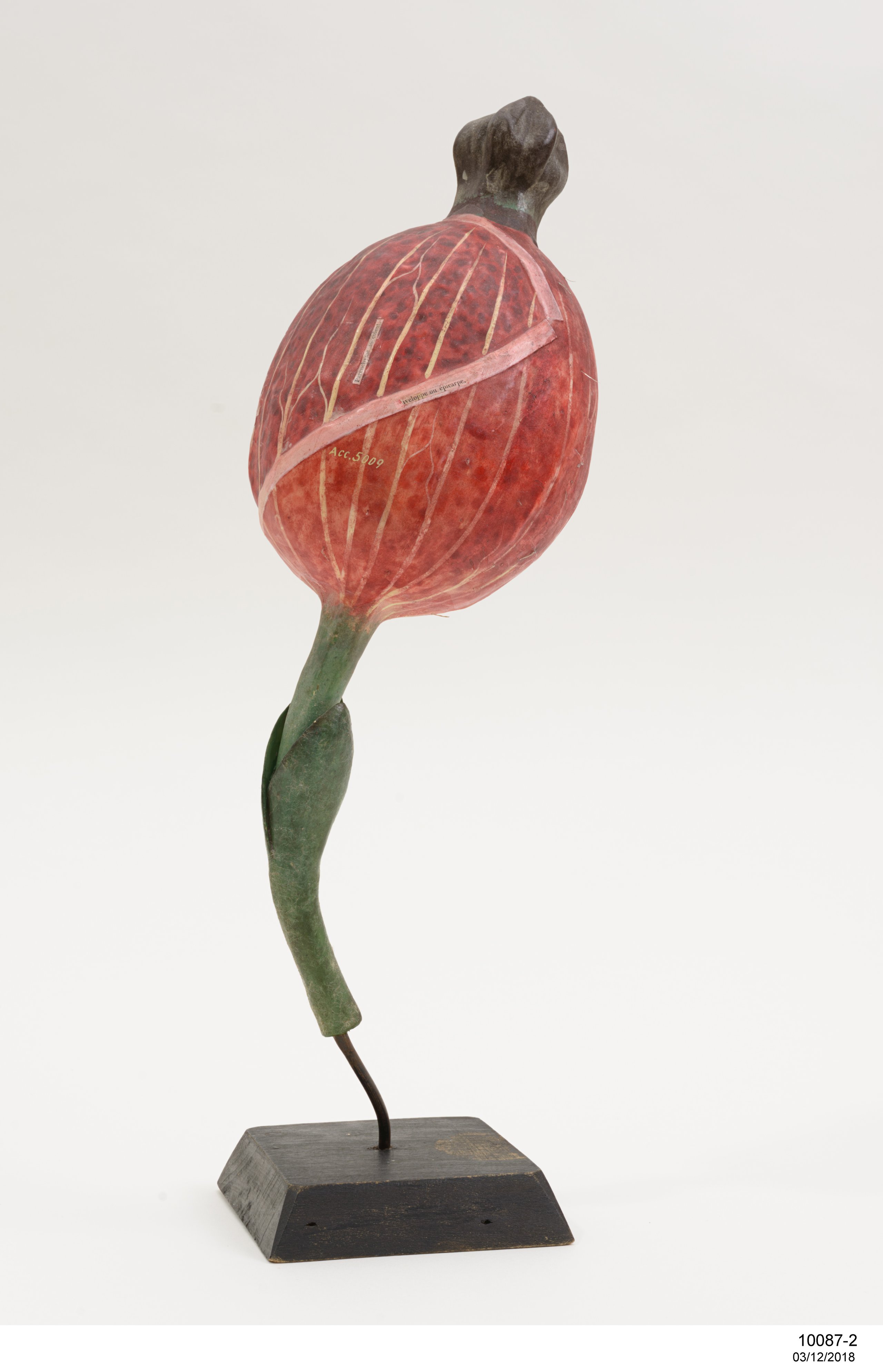 Botanical model of Henbane fruit