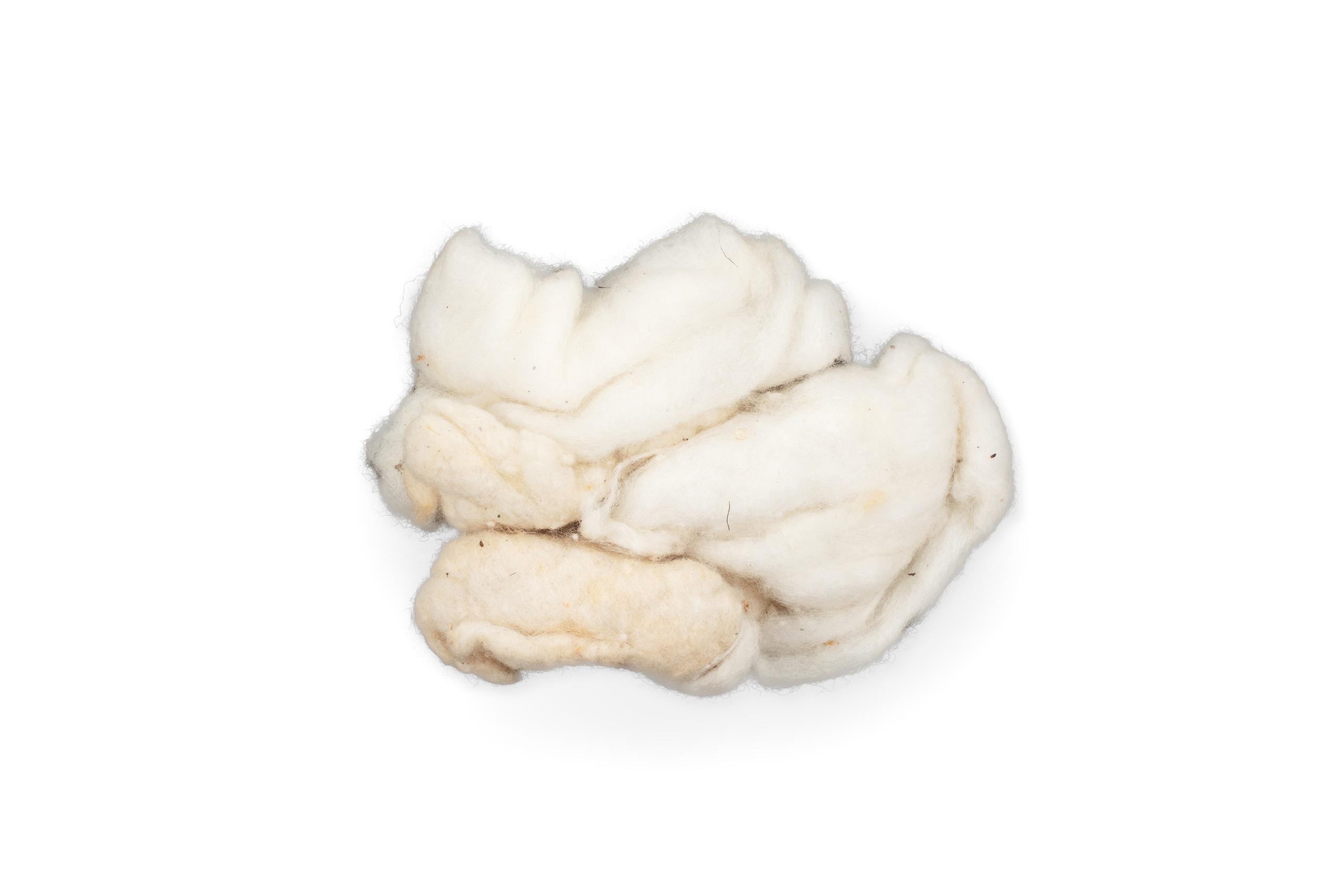Powerhouse Collection - Wad of cotton wool from dressing case owned by  Isabella Murray