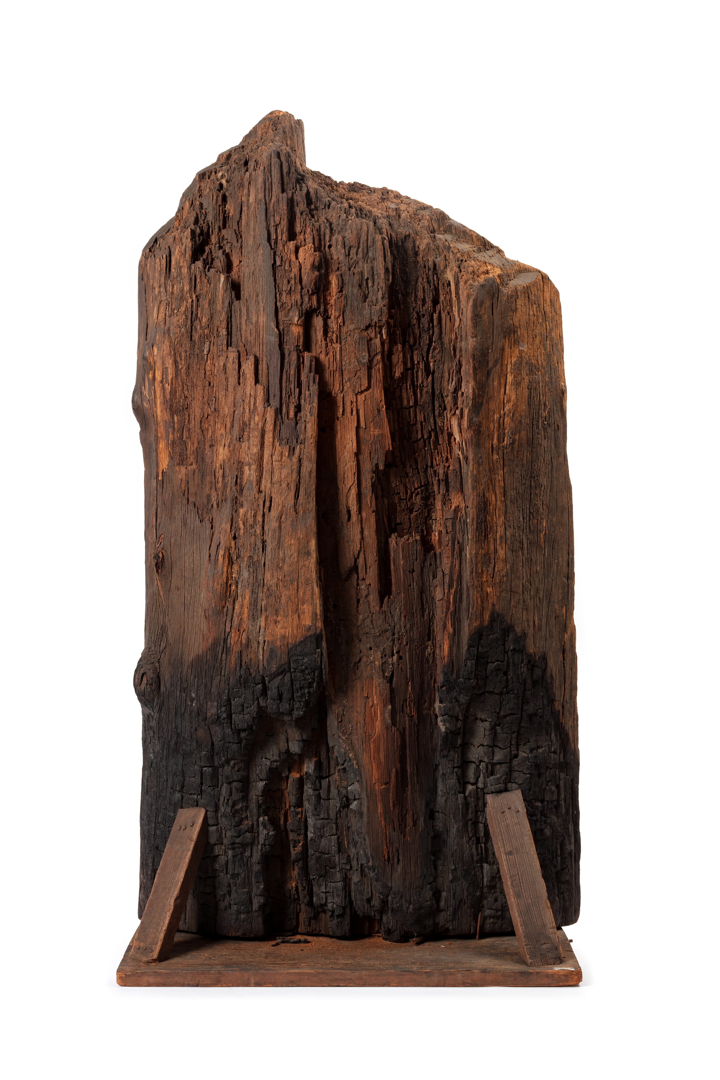 White Mountain Ash (Eucalyptus oreades) timber specimen