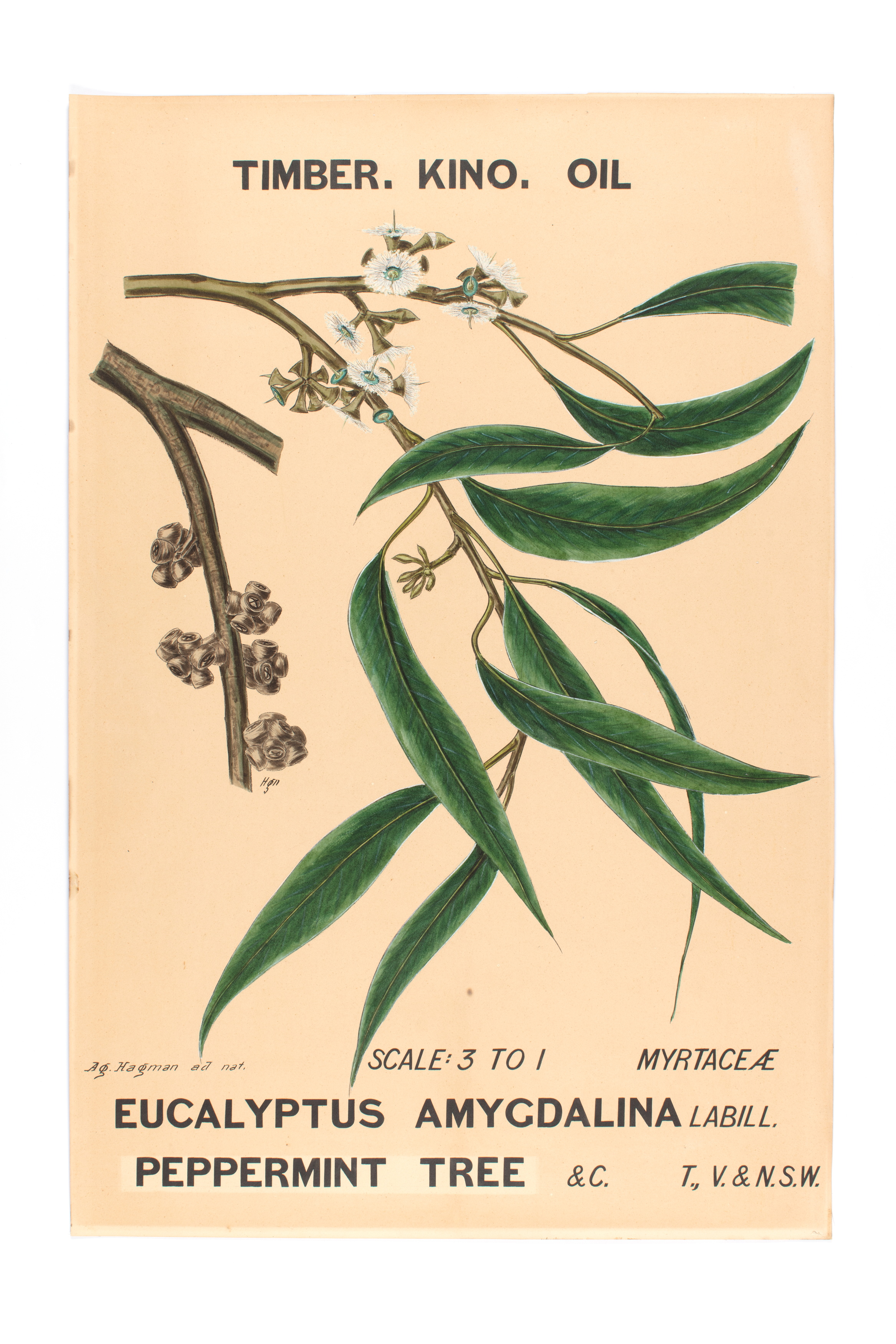 Botanical illustration of 'Eucalyptus amygdalina (Peppermint Tree)' by Agard Hagman