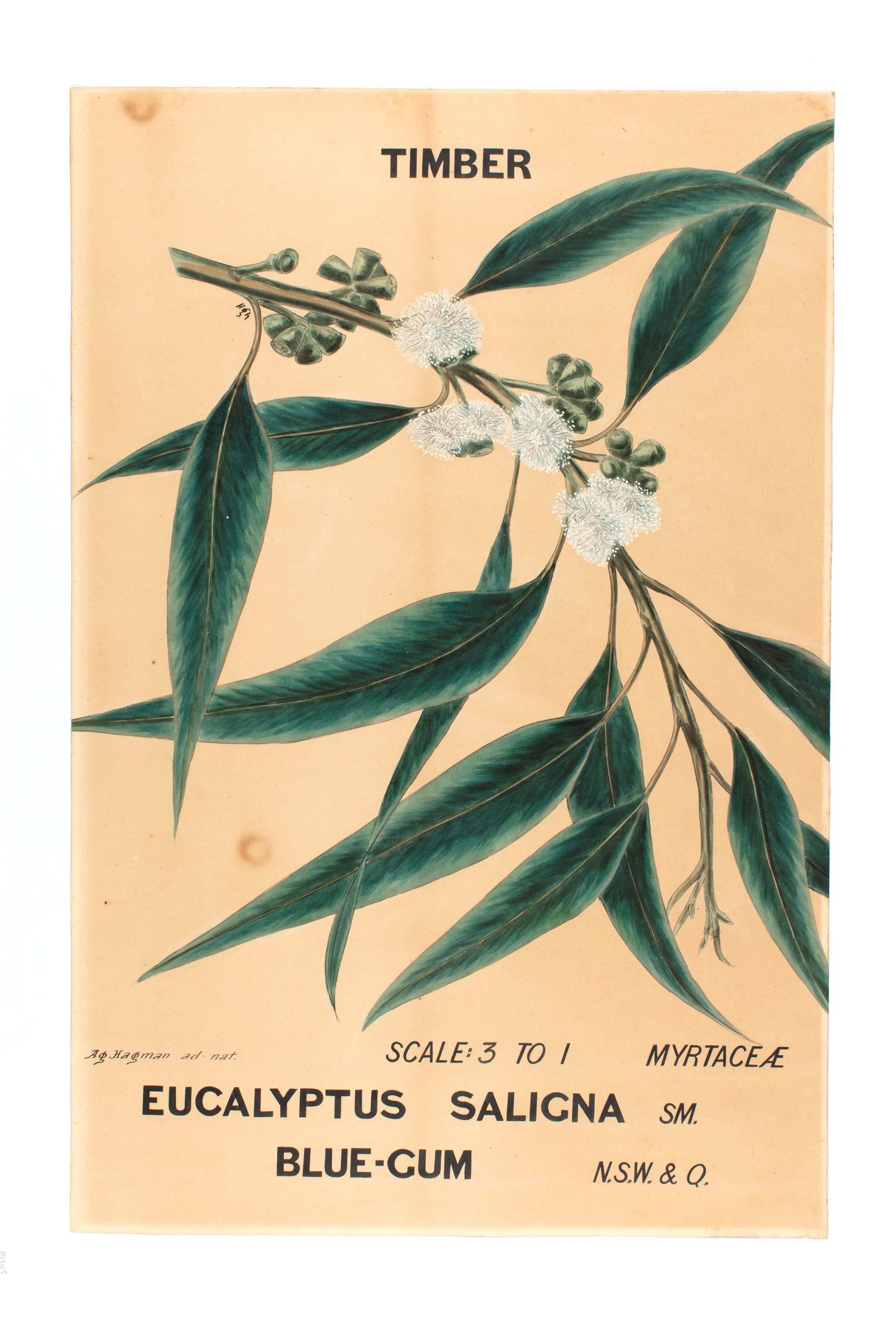 Botanical illustration of 'Eucalyptus saligna (Blue Gum)' by Agard Hagman