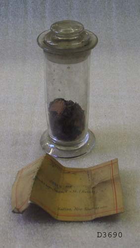 Acronychia imperforata resin botanical specimen