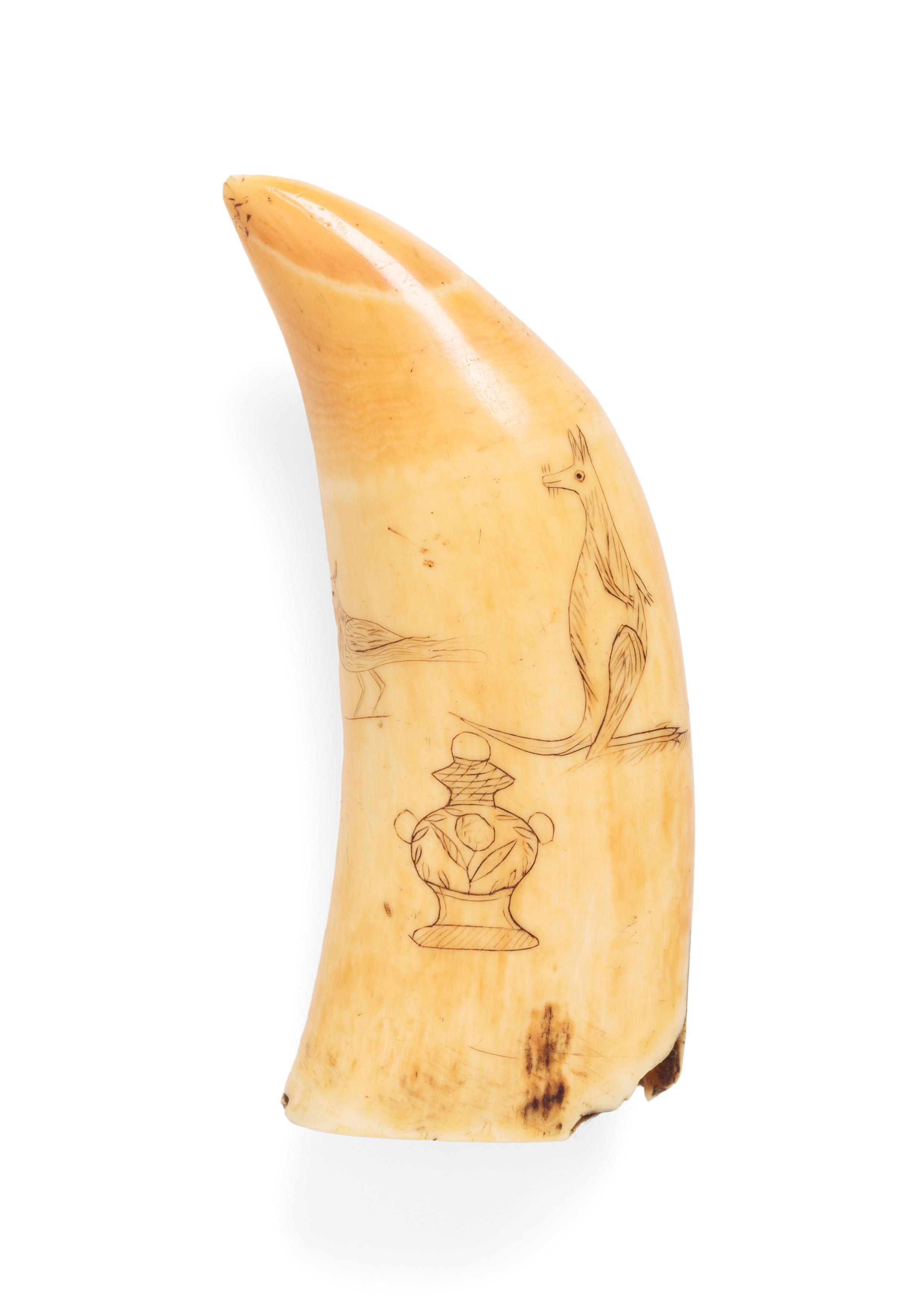 Powerhouse Collection - Whale tooth scrimshaw depicting a kangaroo