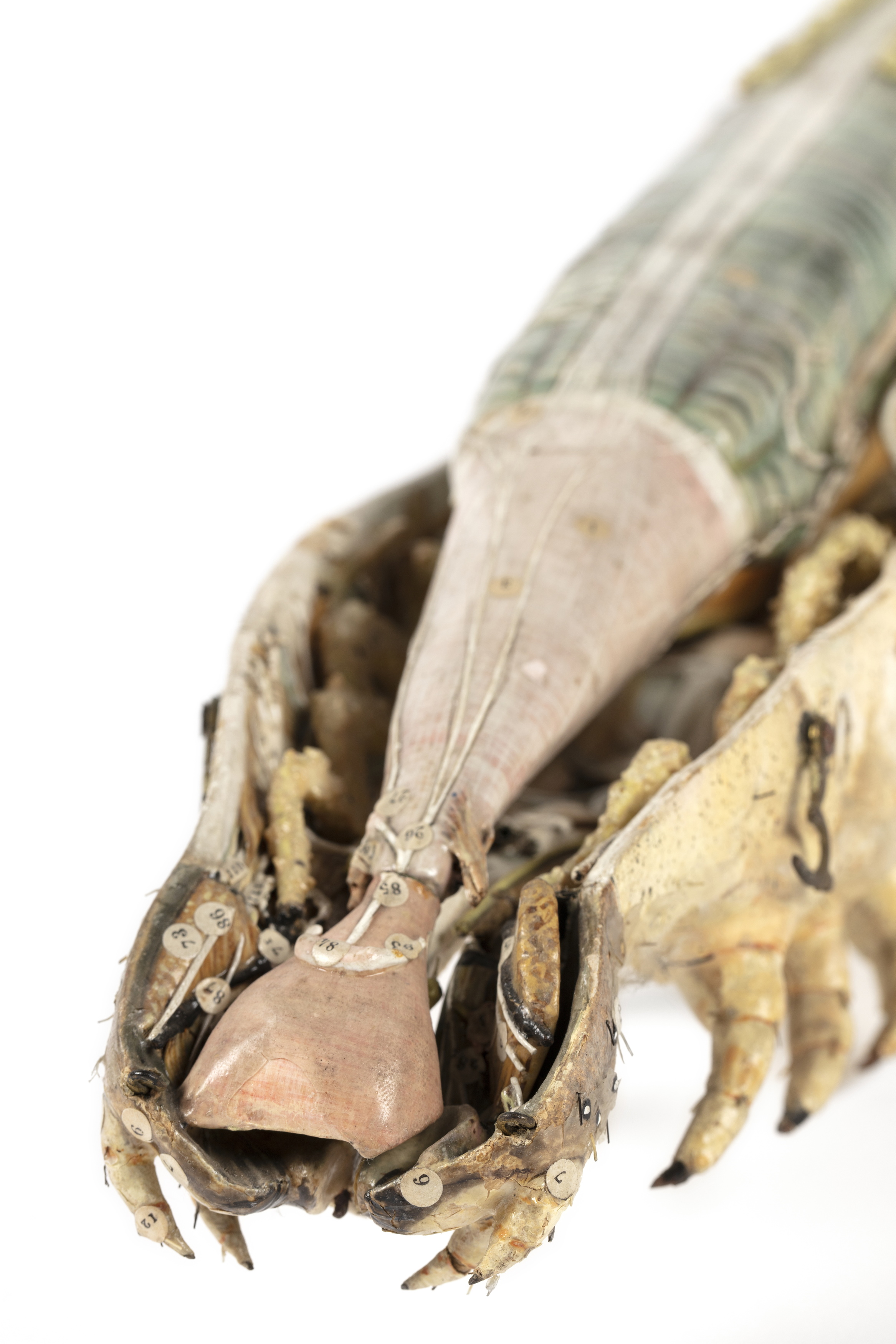 Papier-mâché anatomical model of a silkworm by Dr Louis Auzoux