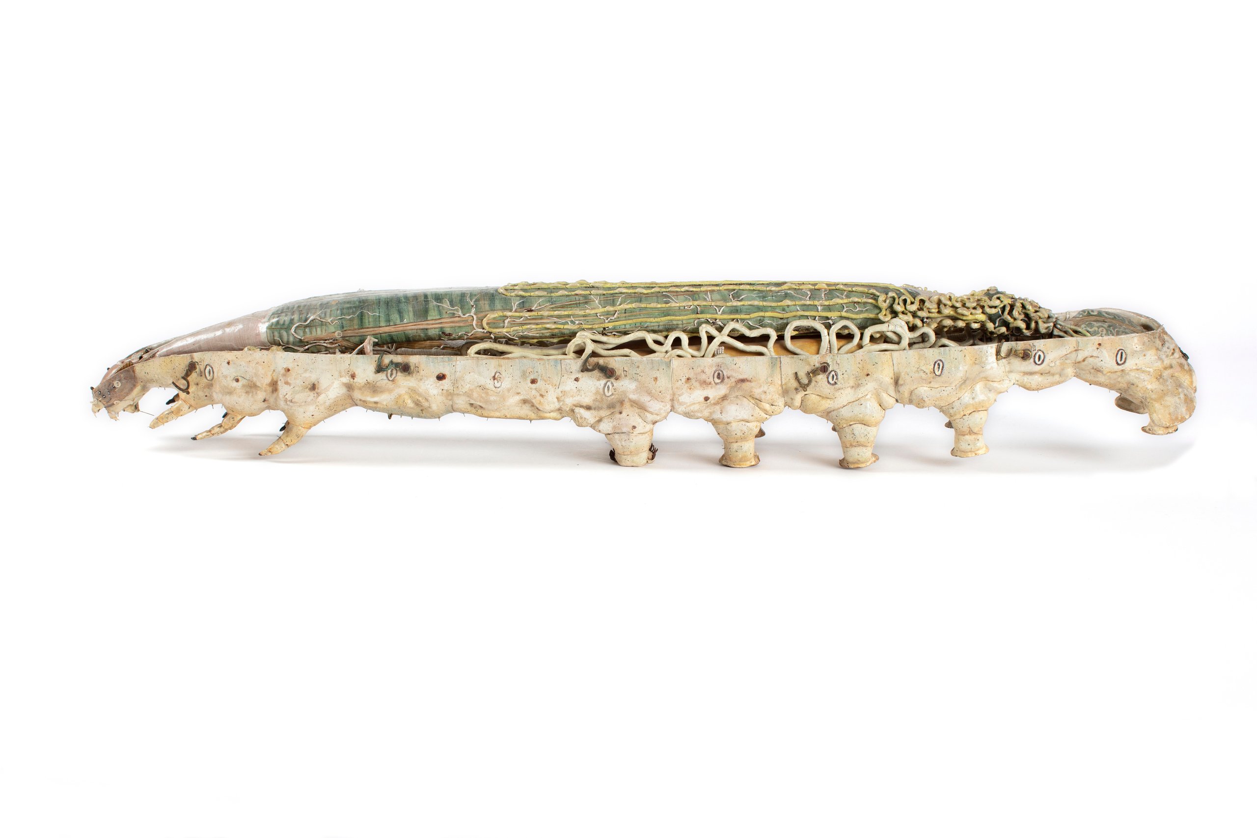 Papier-mâché anatomical model of a silkworm by Dr Louis Auzoux
